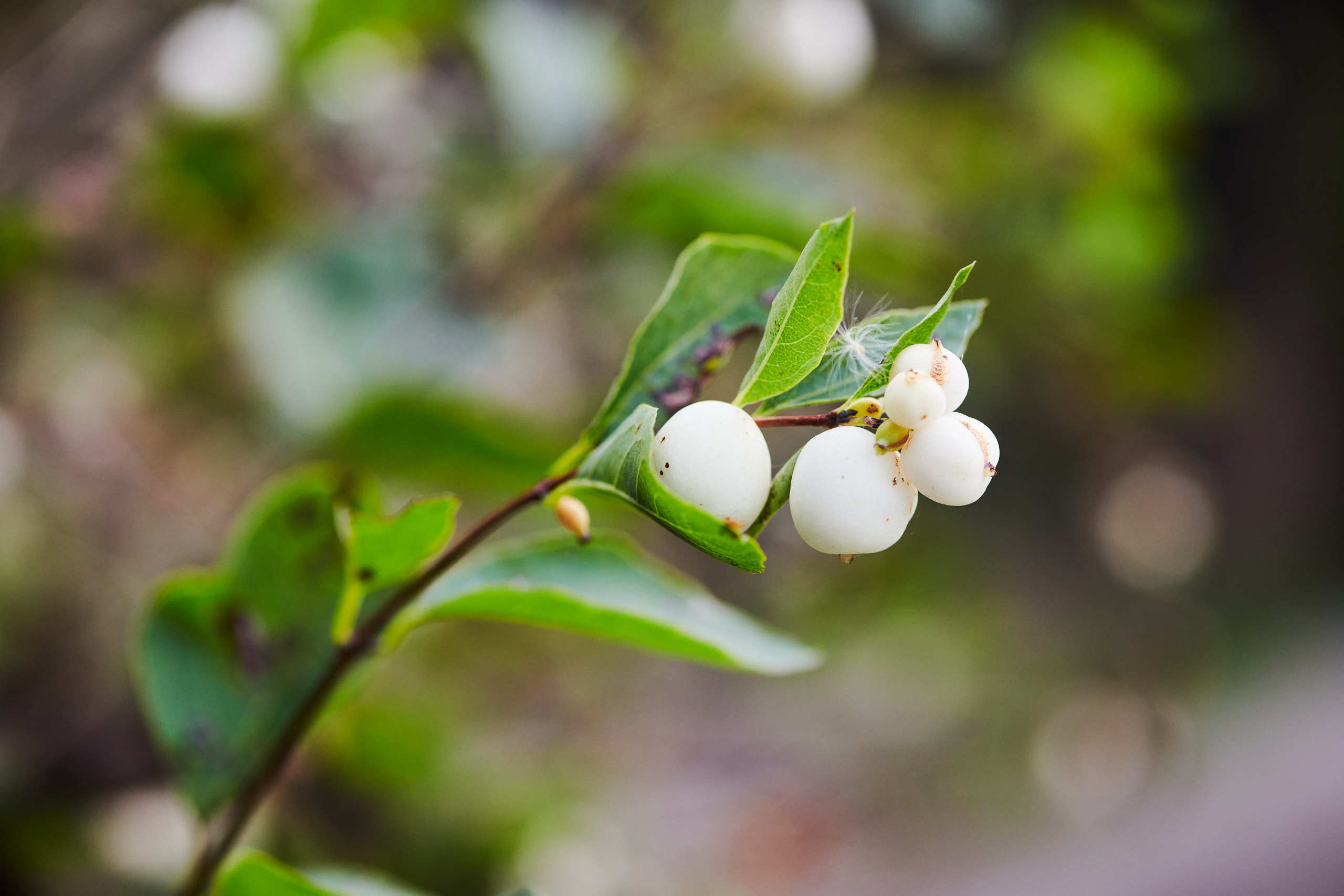 Berries. Nature and macro photography by Elena Zhukova
