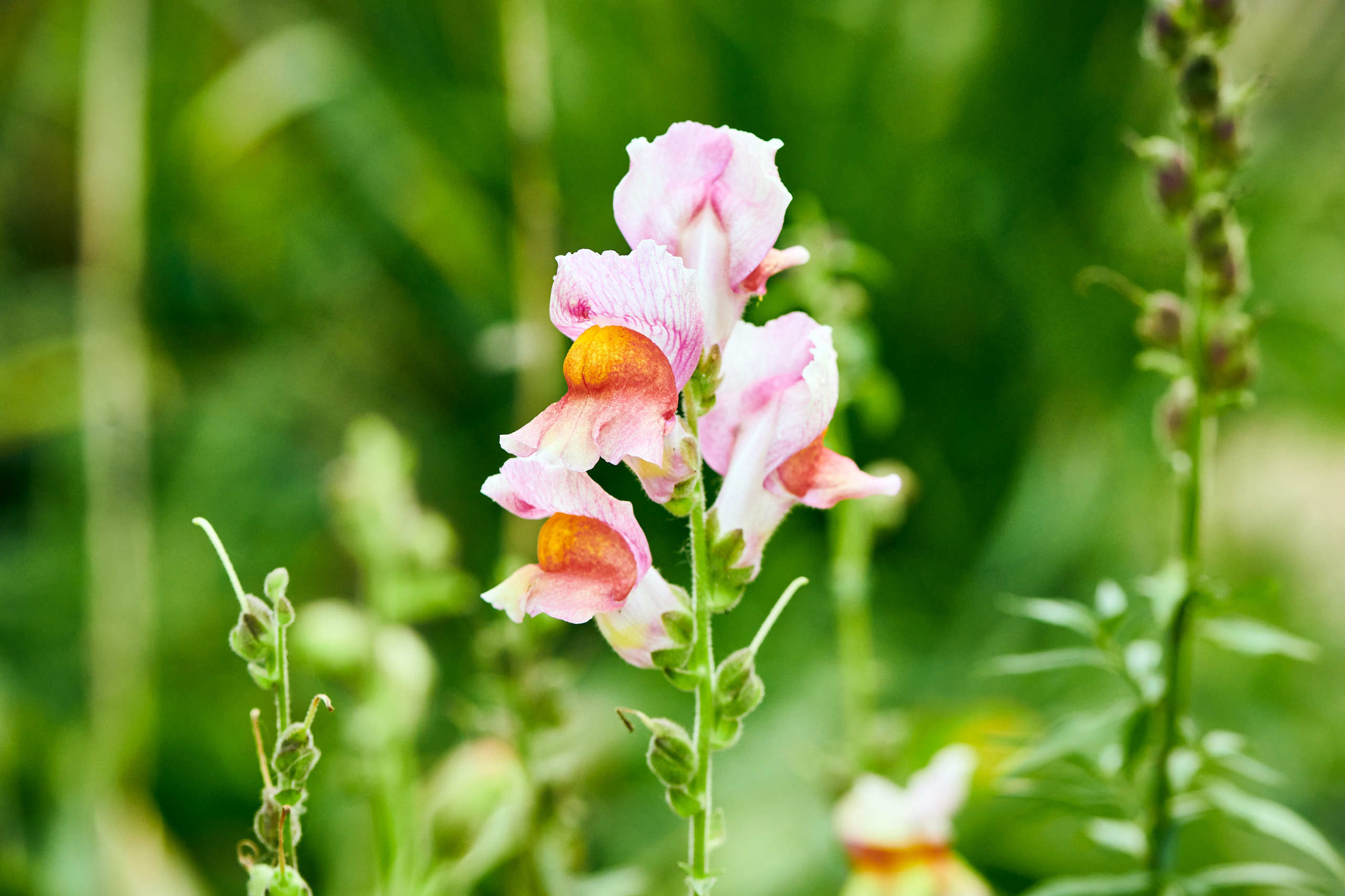 Flowers. Nature and macro photography by Elena Zhukova