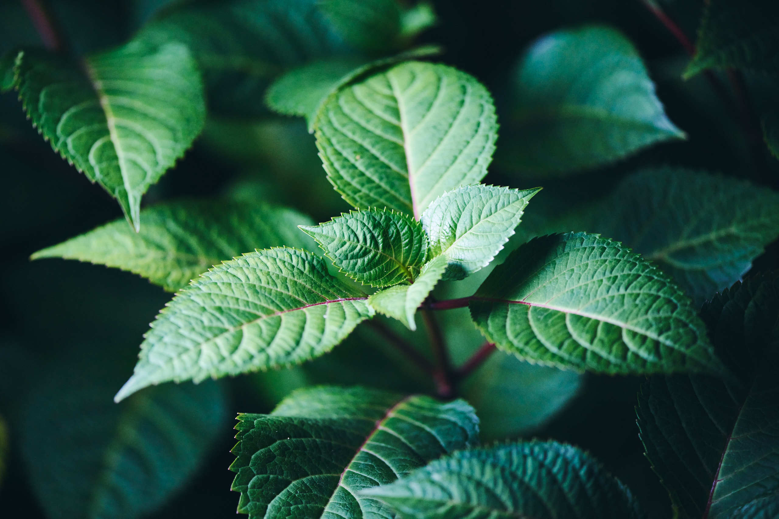 Leaves. Nature and macro photography by Elena Zhukova
