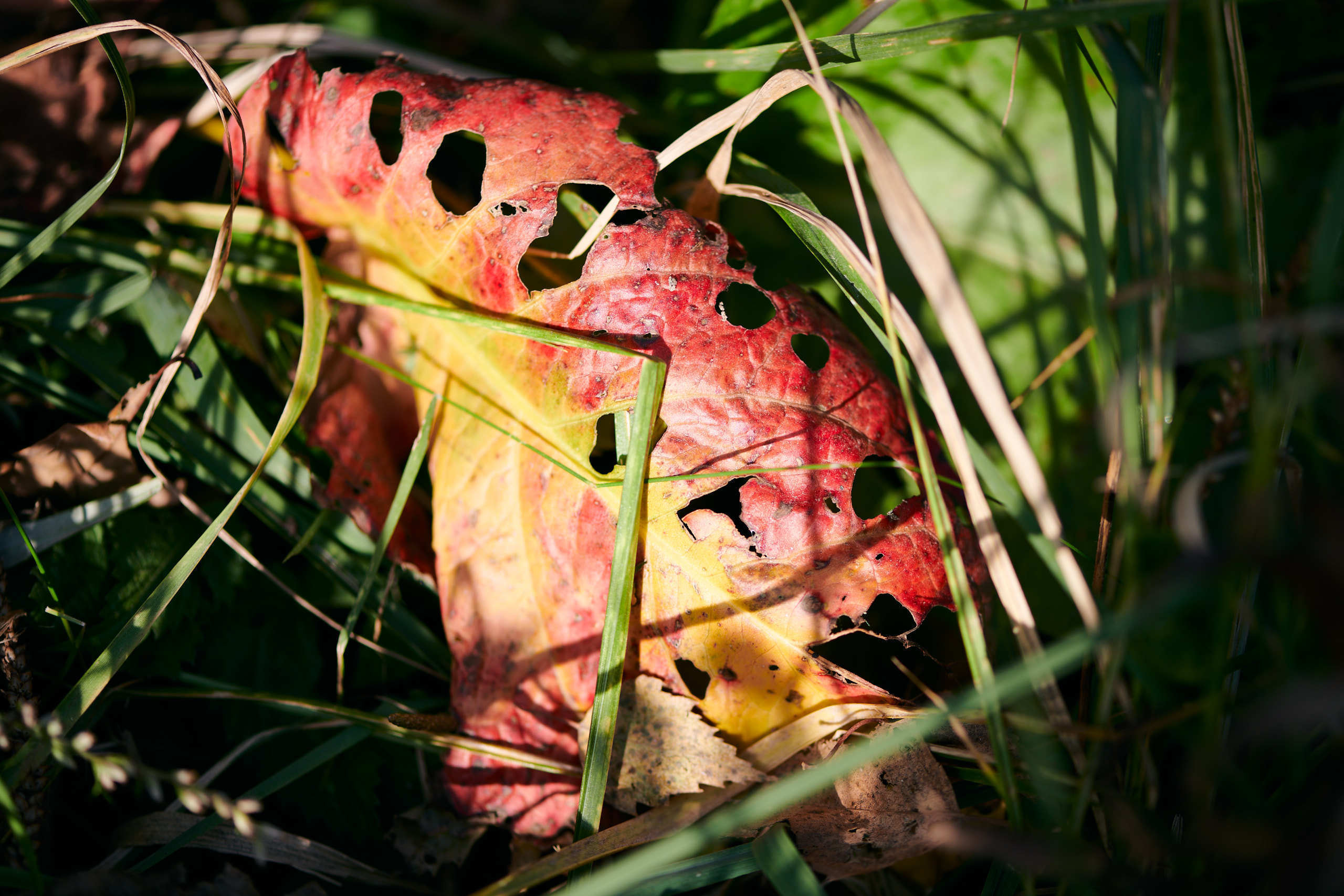 Leaves. Nature and macro photography by Elena Zhukova
