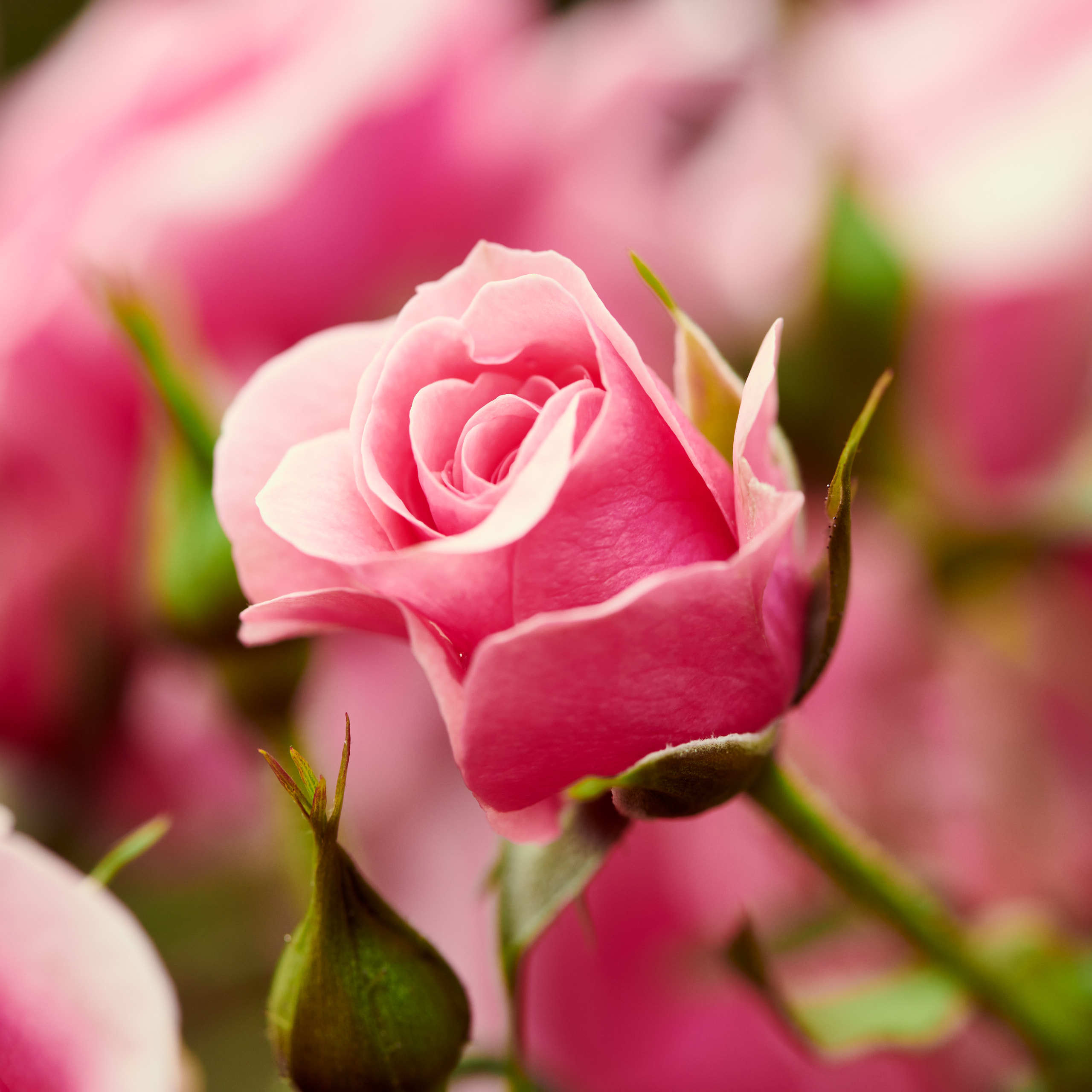 Roses. Nature and macro photography by Elena Zhukova