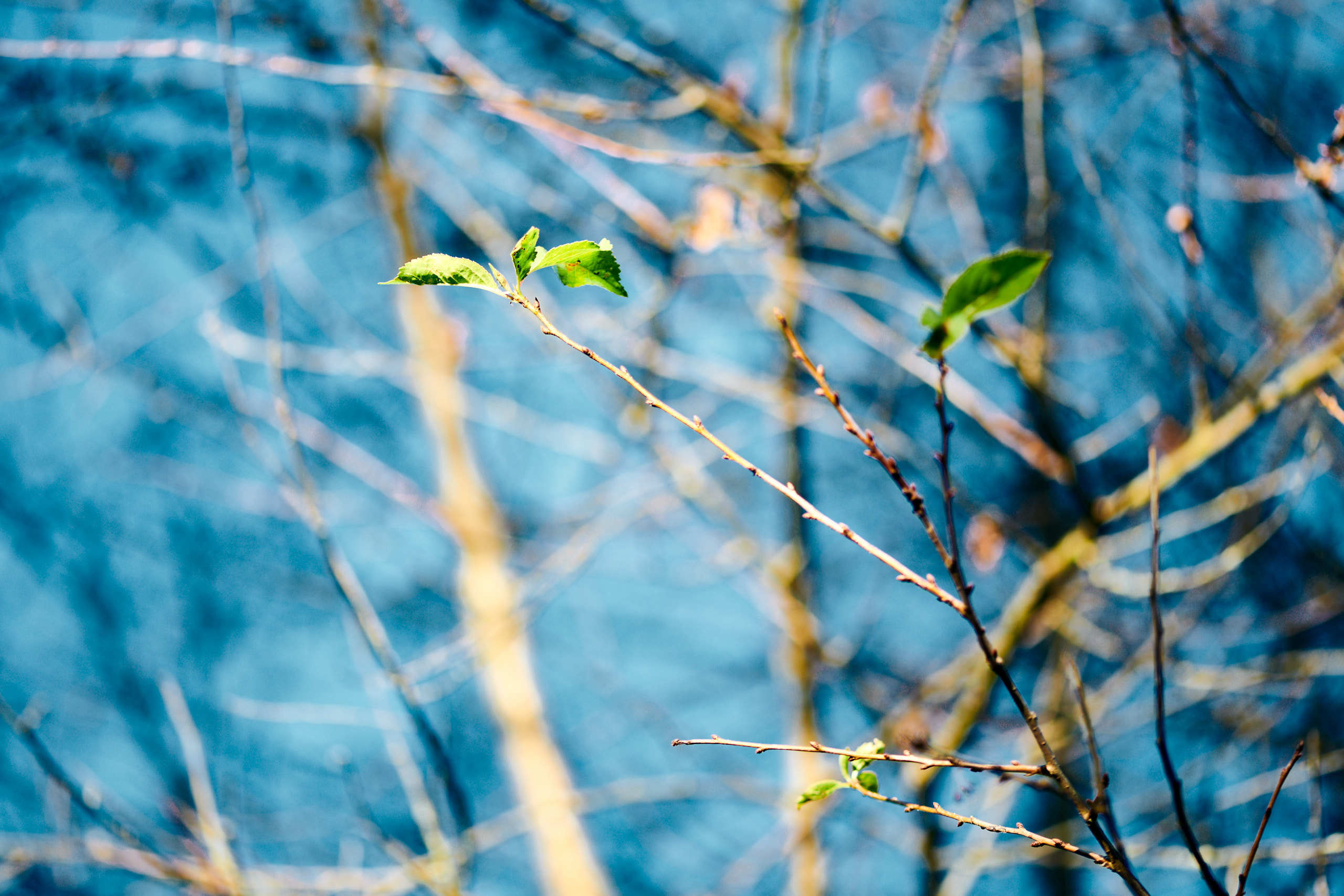 Leaves. Nature and macro photography by Elena Zhukova