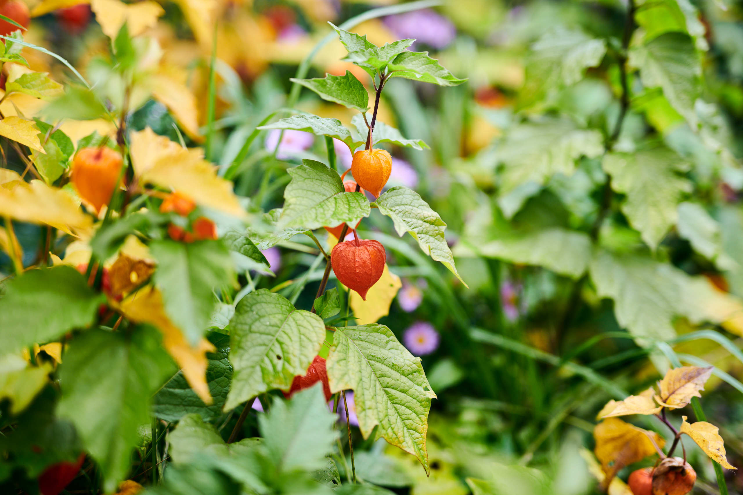 Berries. Nature and macro photography by Elena Zhukova