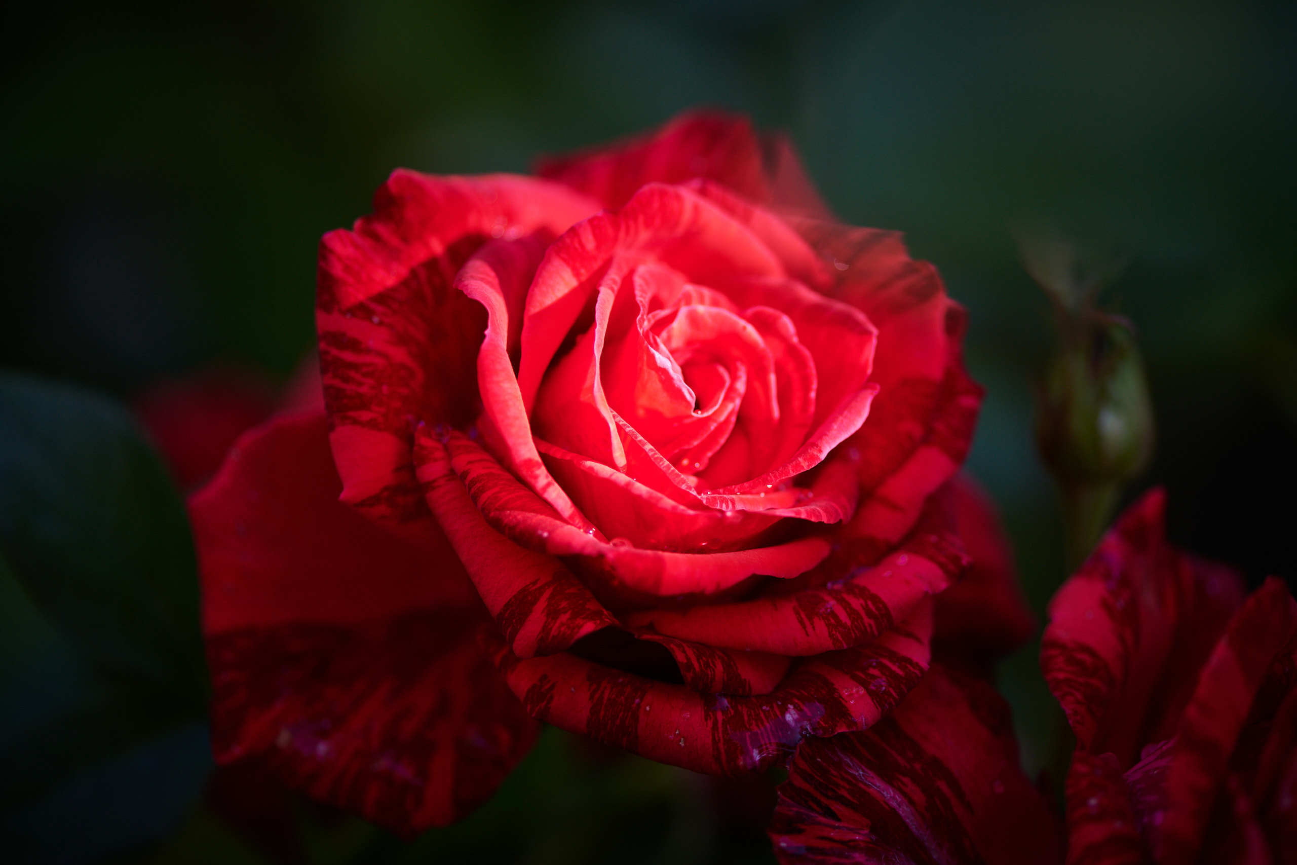 Roses. Nature and macro photography by Elena Zhukova