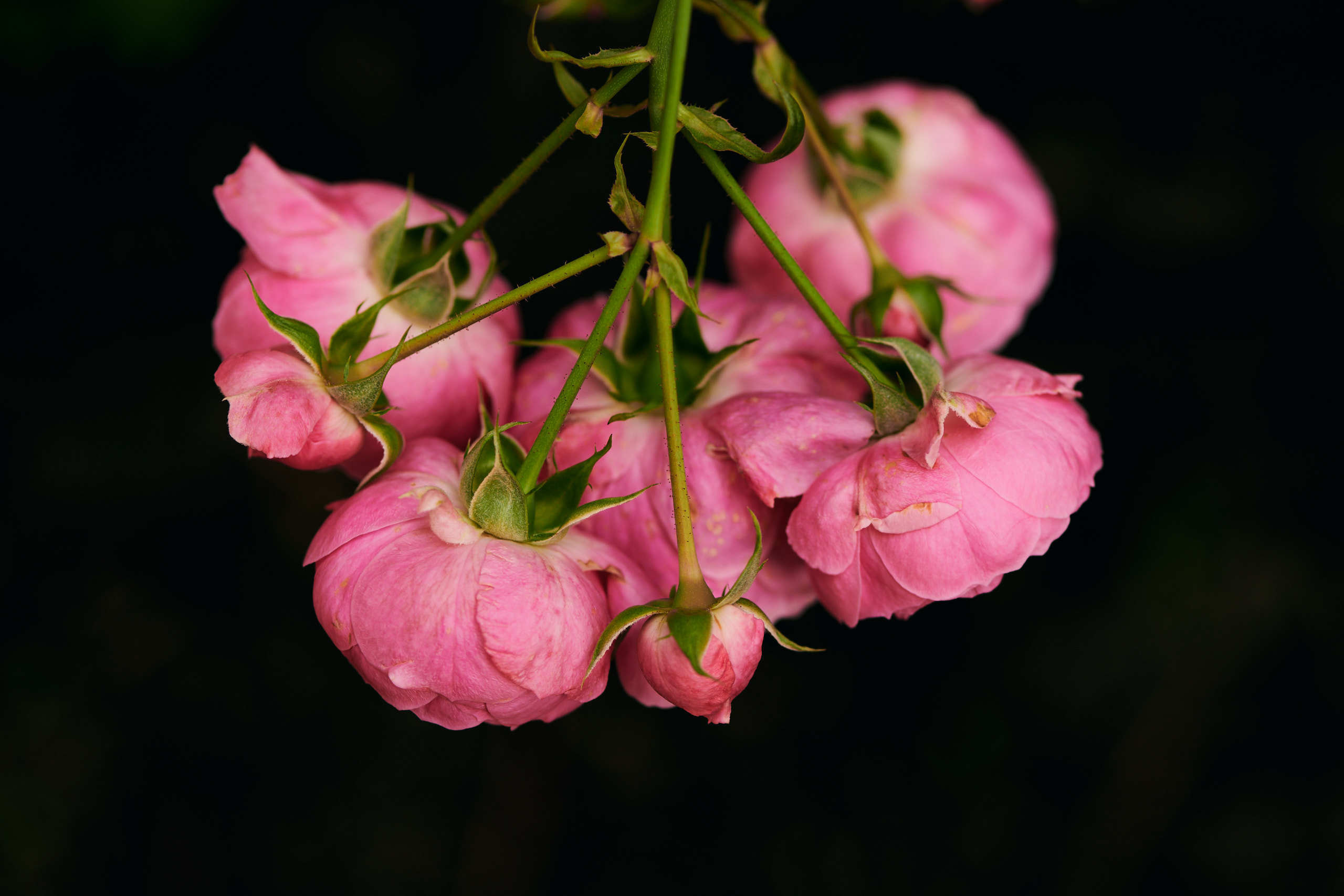 Roses. Nature and macro photography by Elena Zhukova
