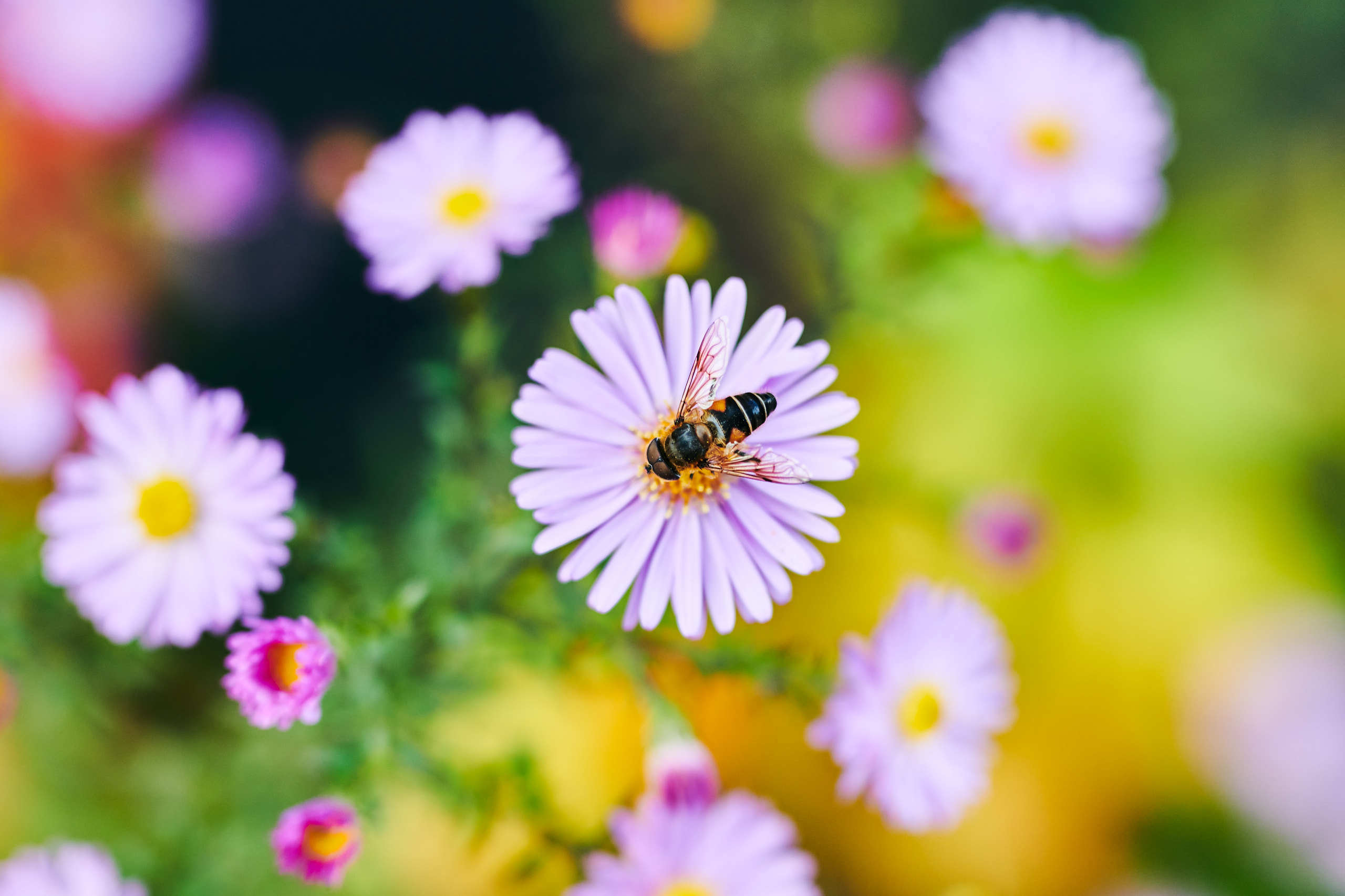 Small world. Nature and macro photography by Elena Zhukova
