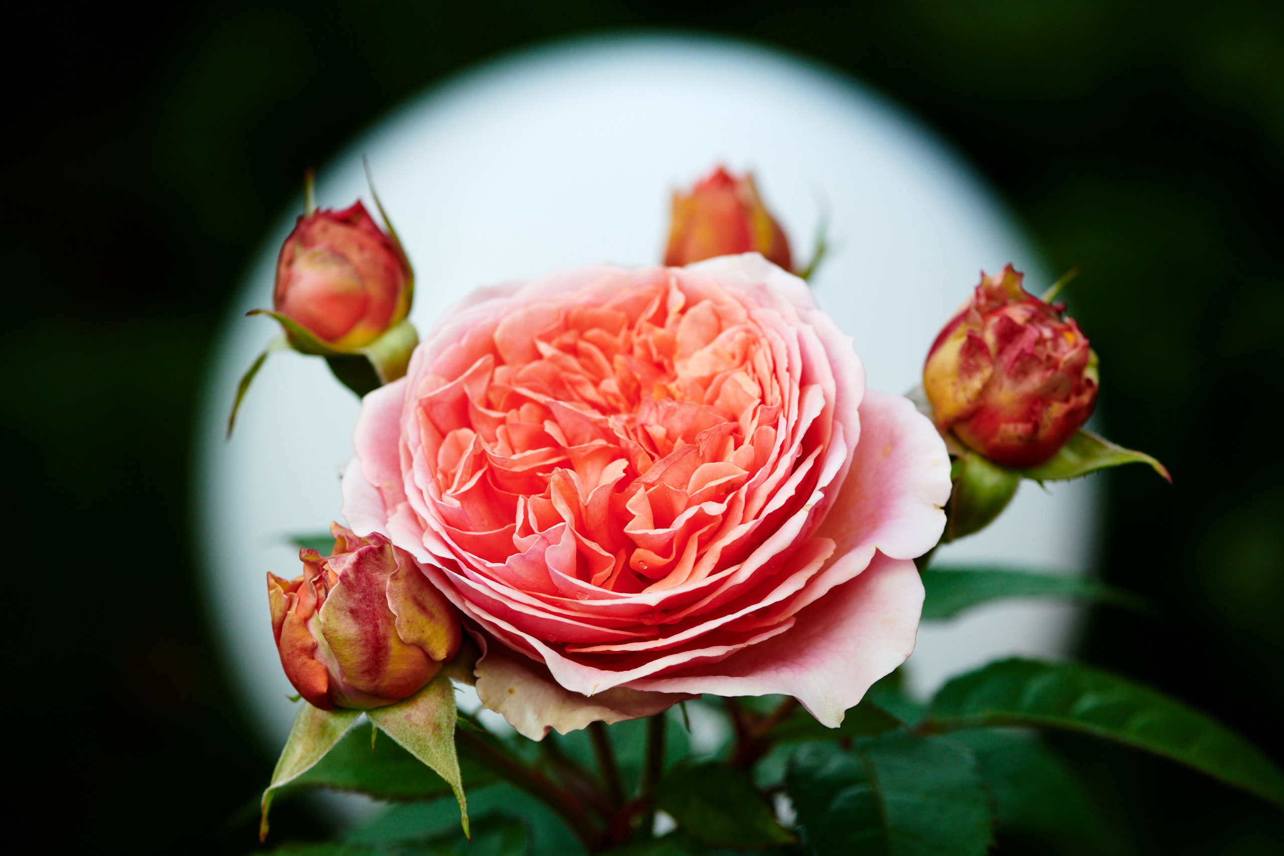 Roses. Nature and macro photography by Elena Zhukova