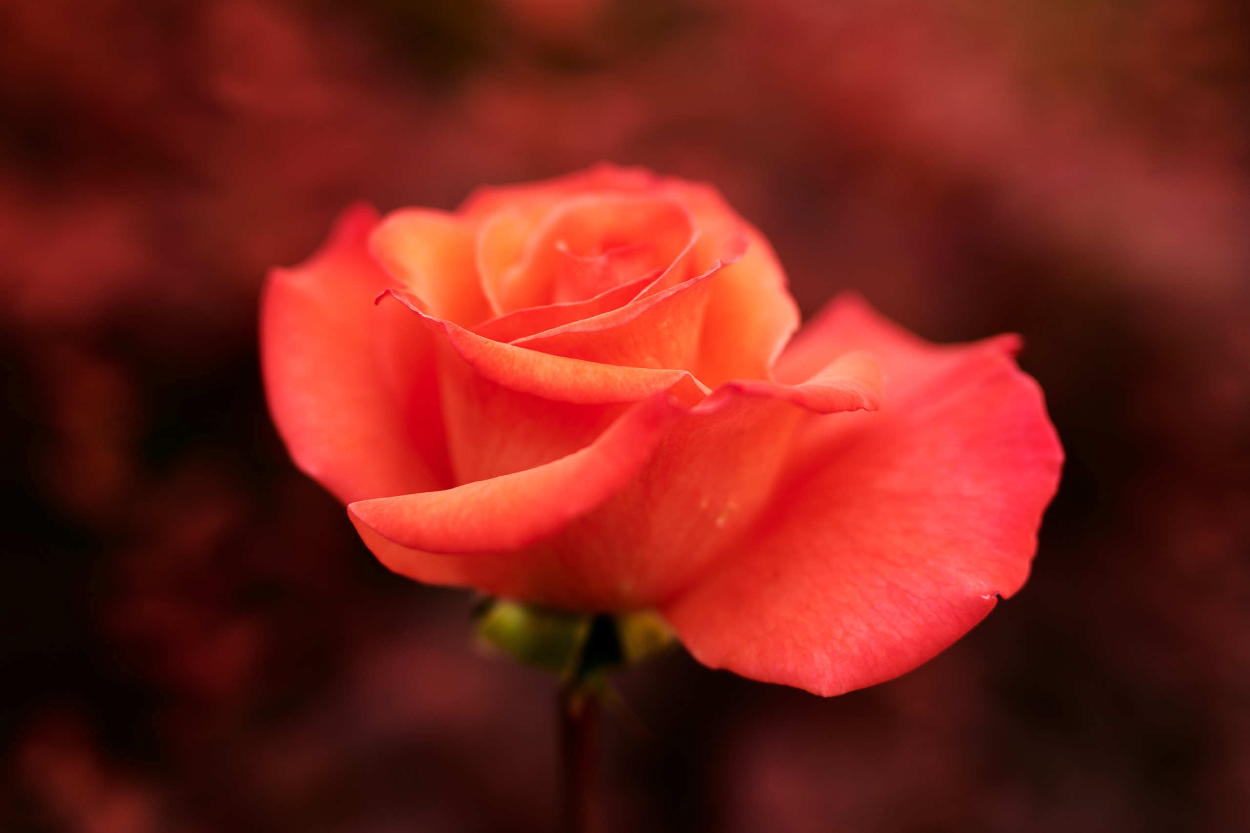 Roses. Nature and macro photography by Elena Zhukova