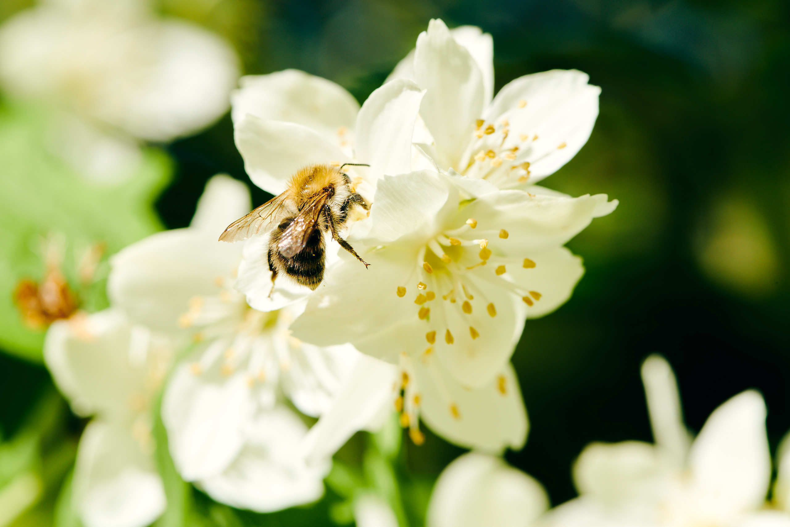 Small world. Nature and macro photography by Elena Zhukova