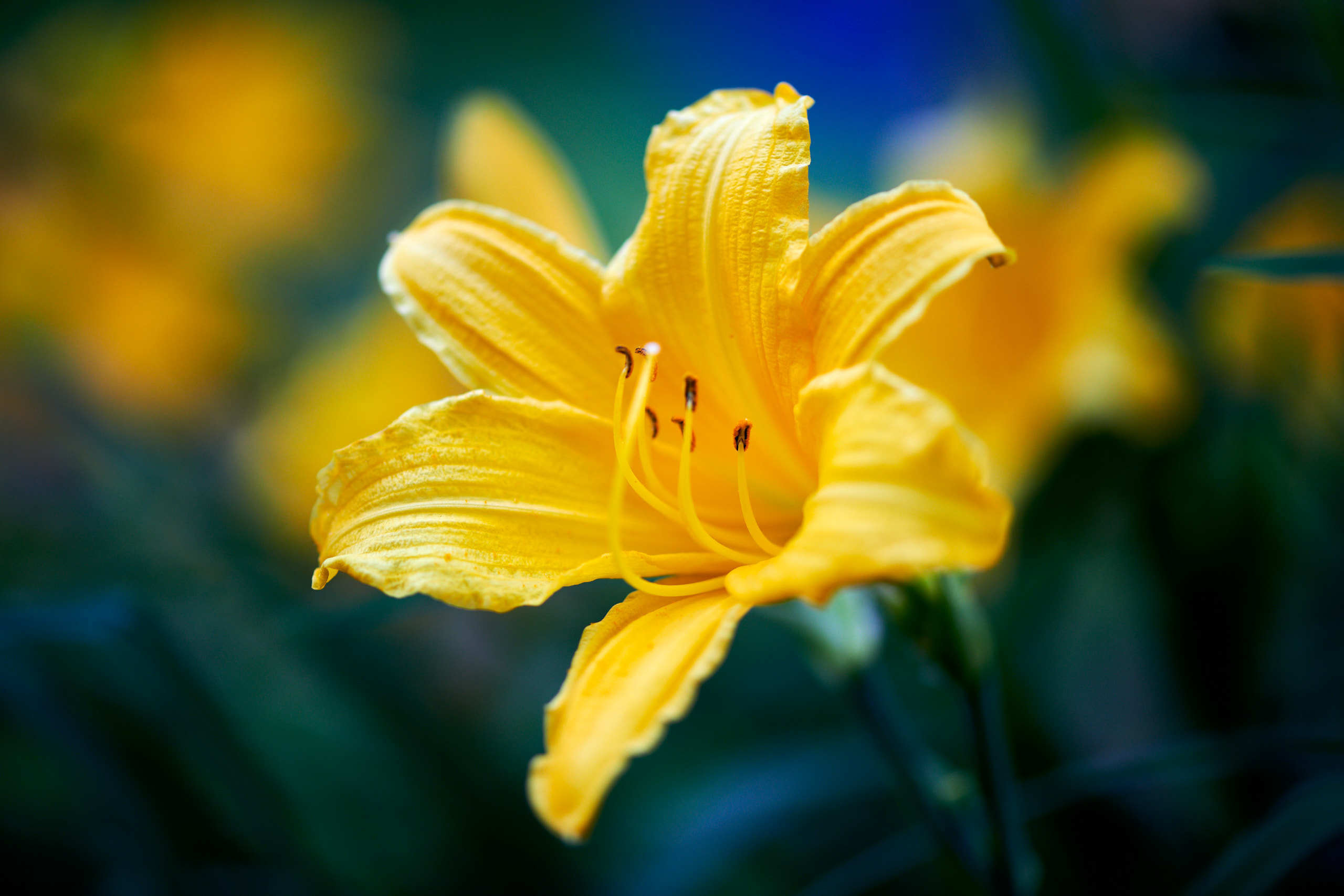 Flowers. Nature and macro photography by Elena Zhukova