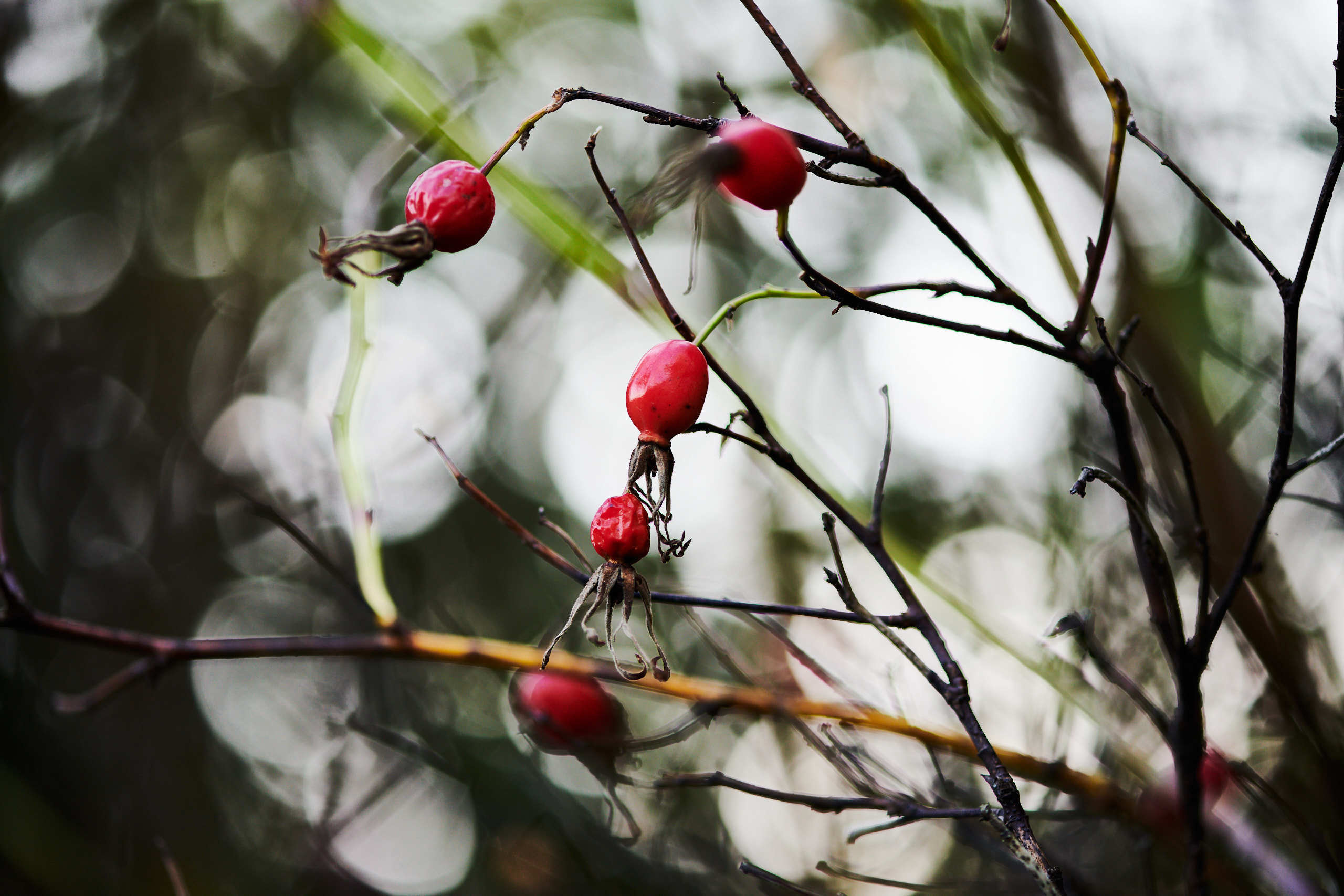 Berries. Nature and macro photography by Elena Zhukova