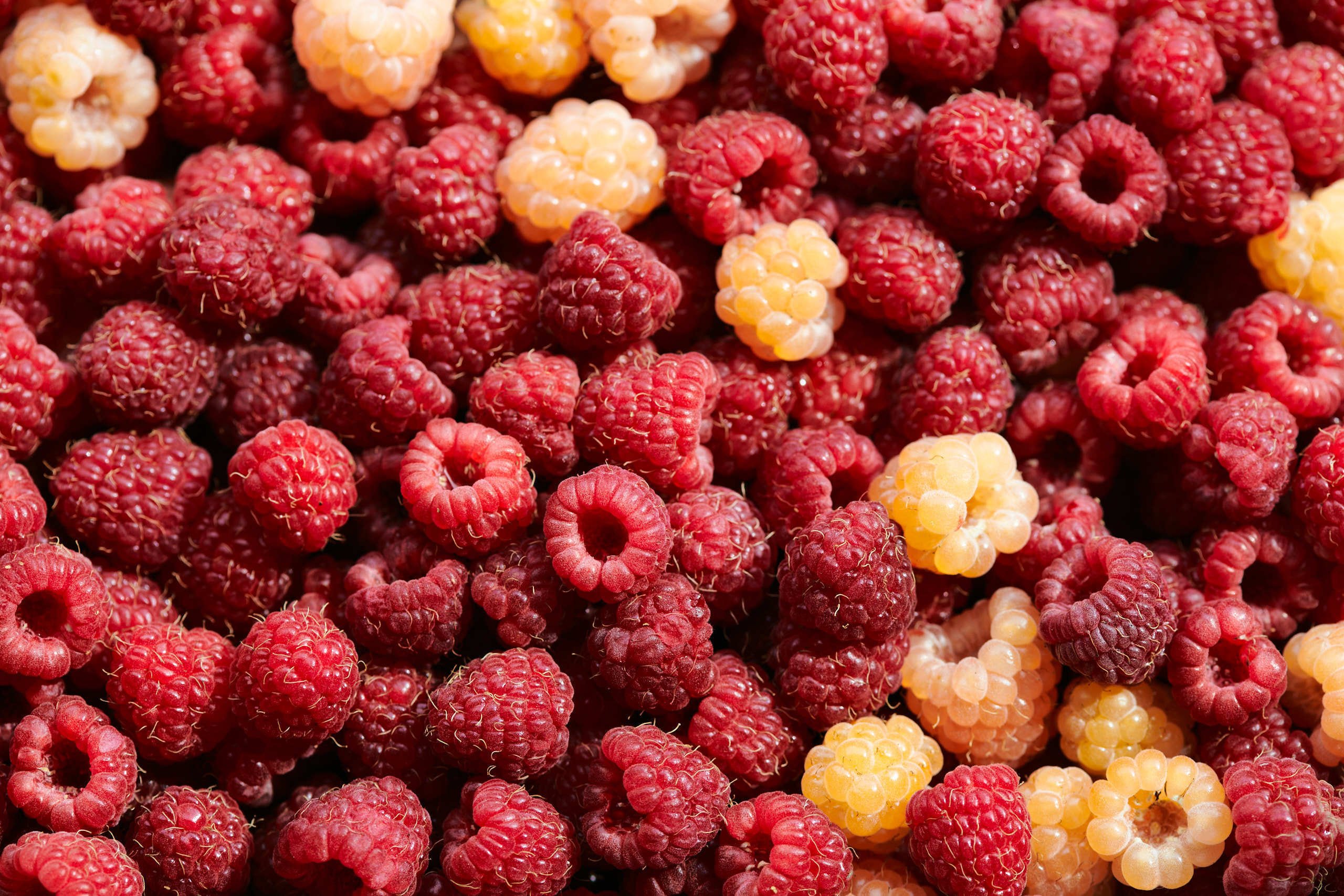 Berries. Nature and macro photography by Elena Zhukova