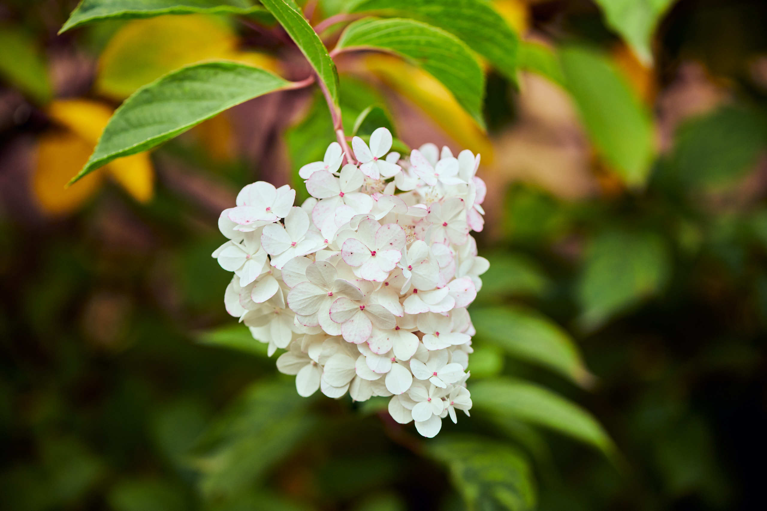 Flowers. Nature and macro photography by Elena Zhukova