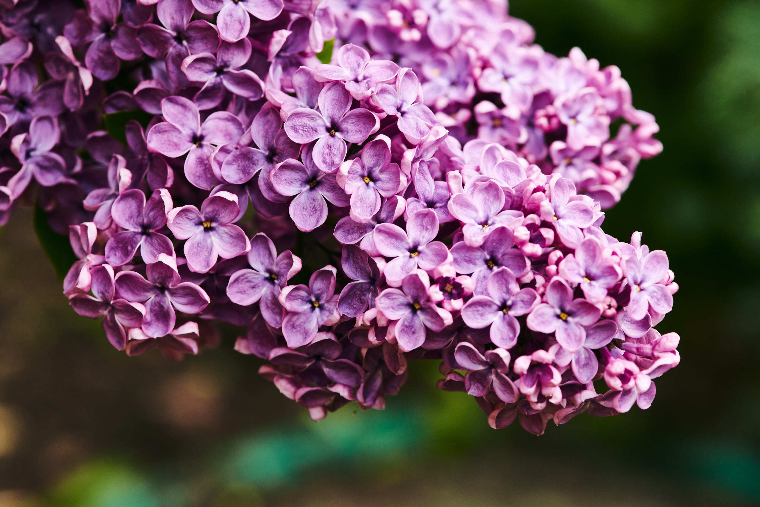 Flowers. Nature and macro photography by Elena Zhukova