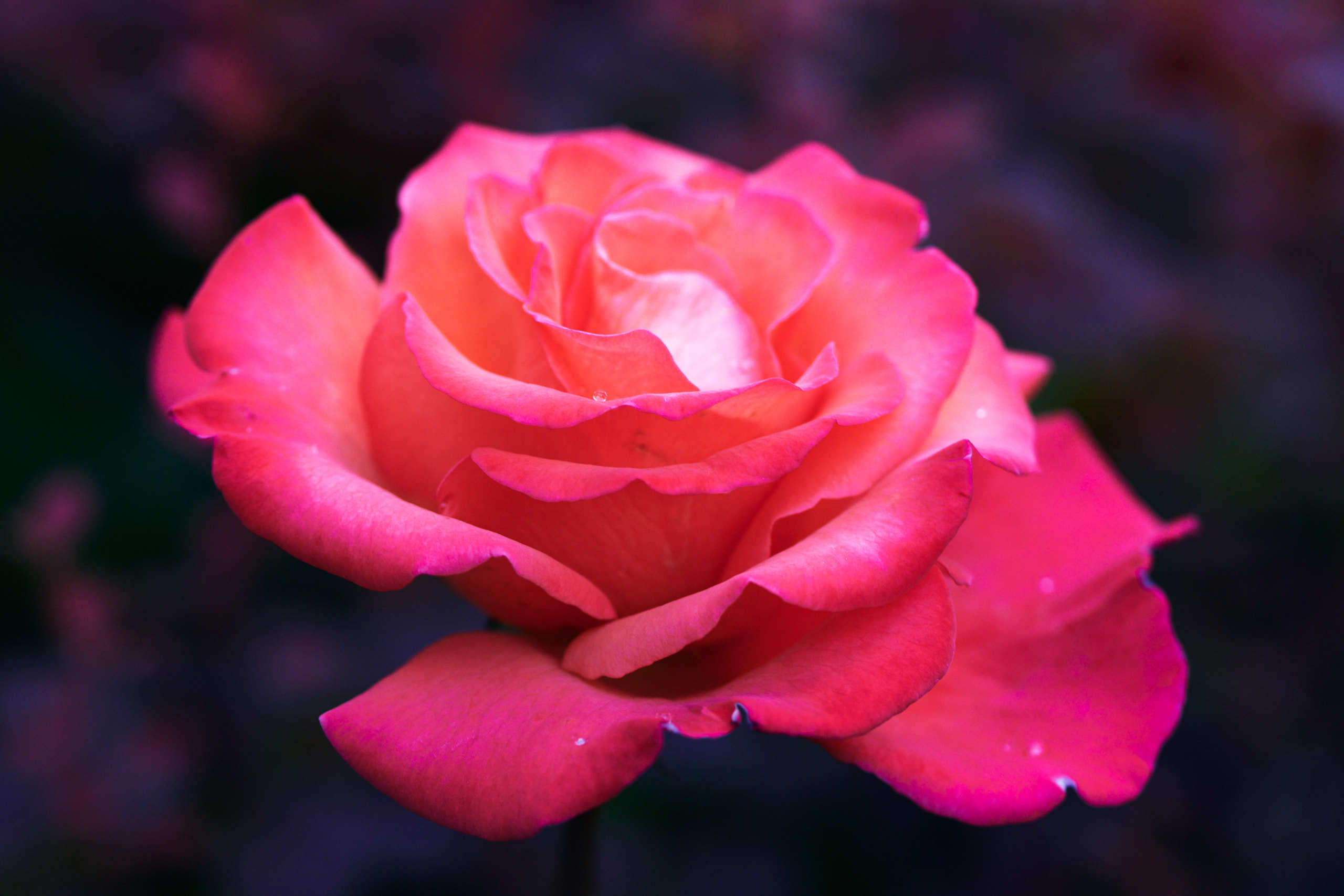 Roses. Nature and macro photography by Elena Zhukova