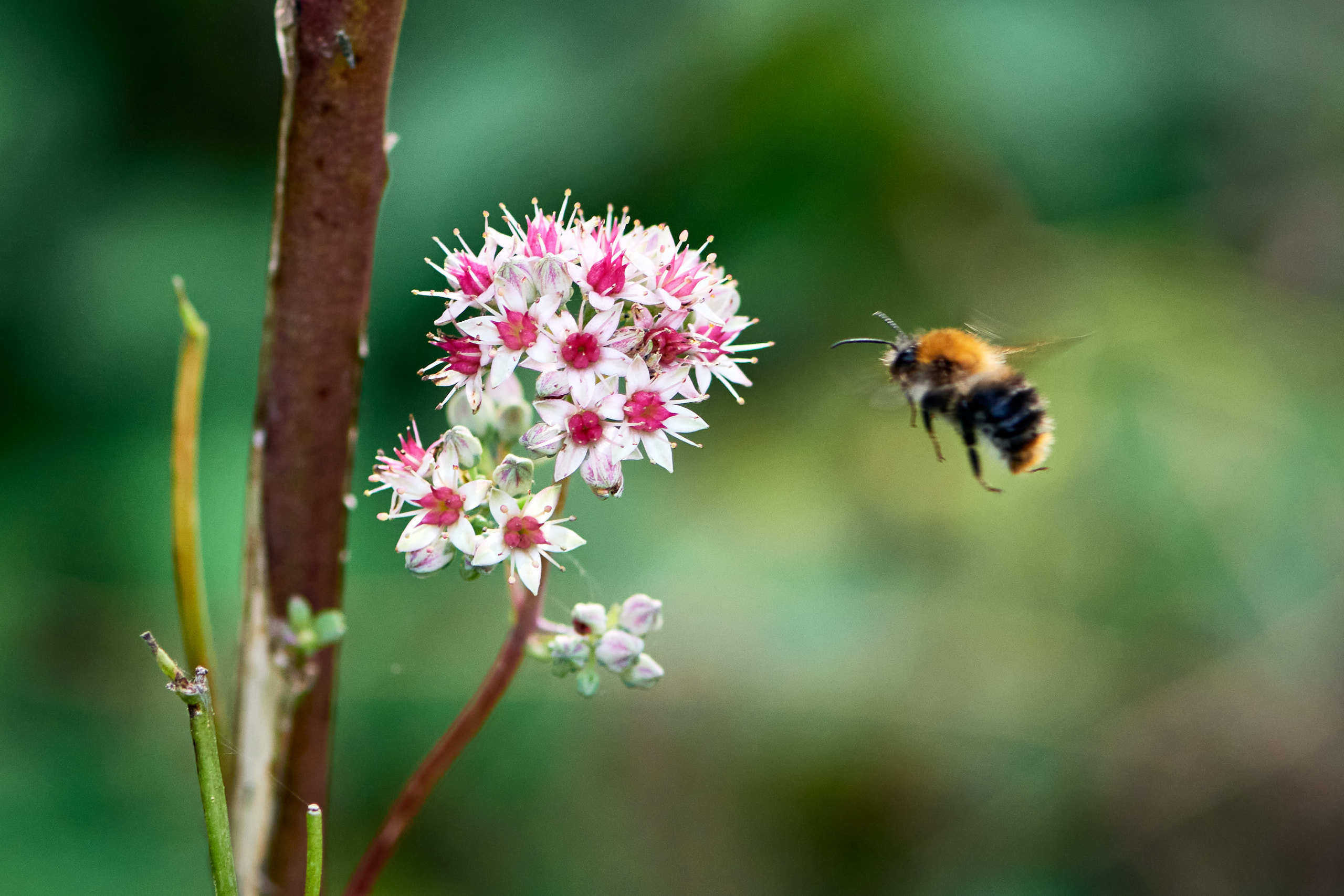 Small world. Nature and macro photography by Elena Zhukova