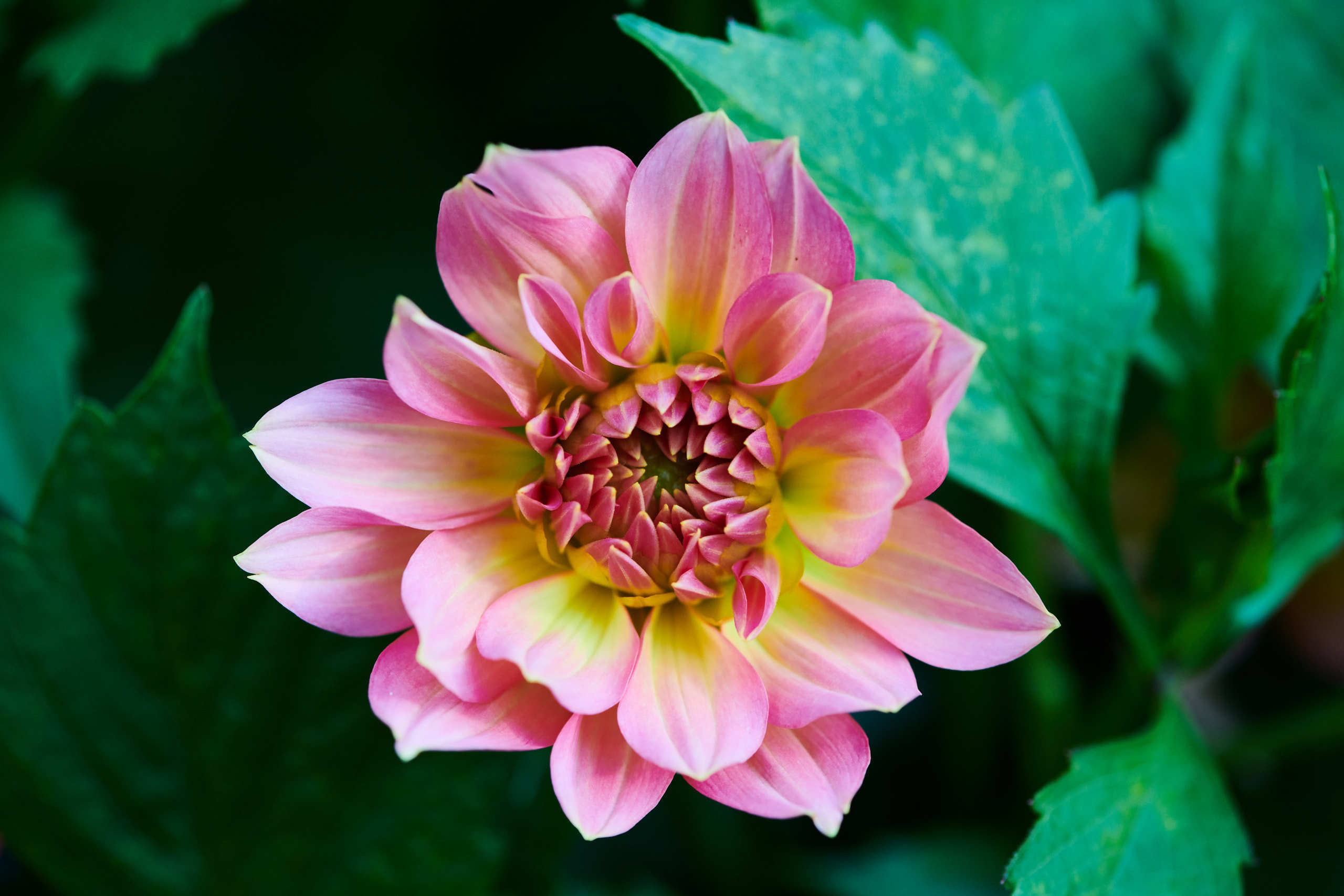 Flowers. Nature and macro photography by Elena Zhukova