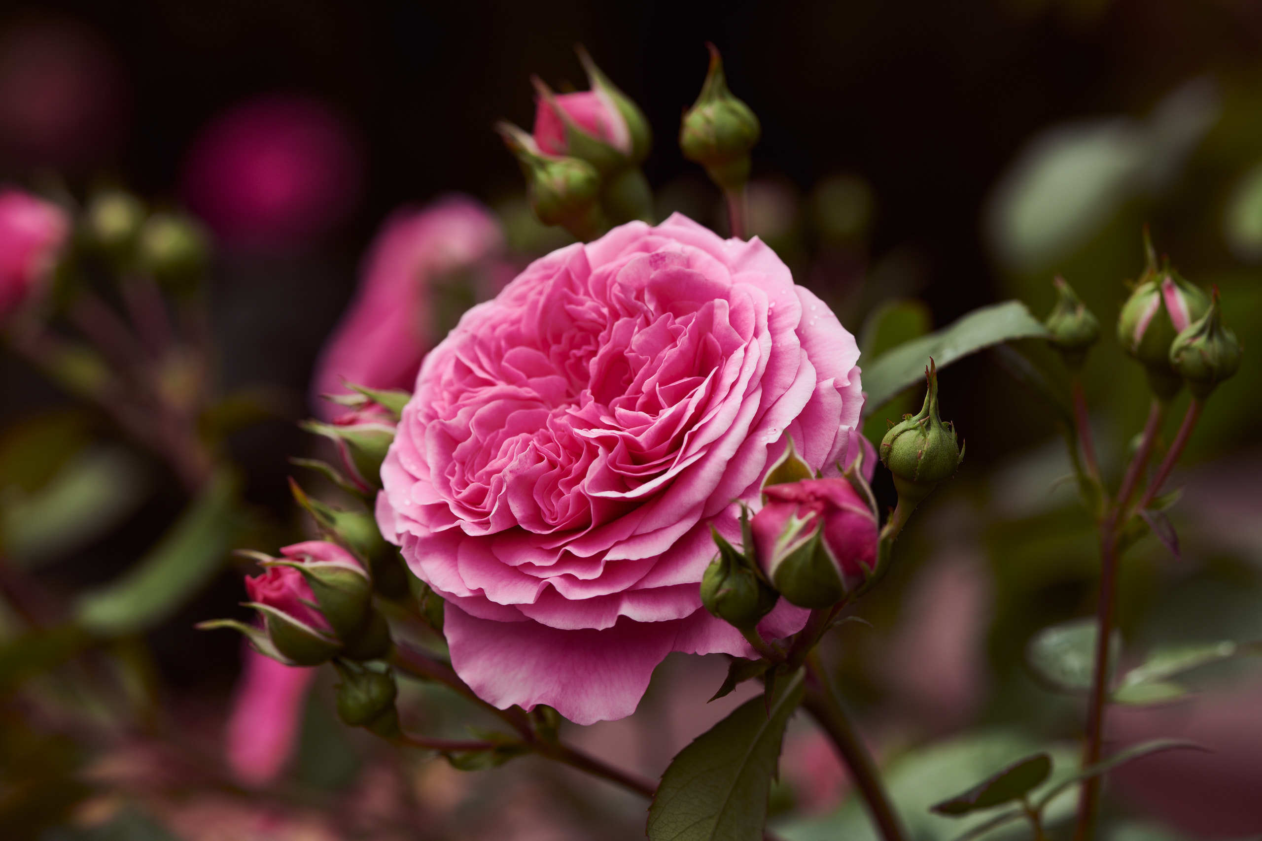 Roses. Nature and macro photography by Elena Zhukova