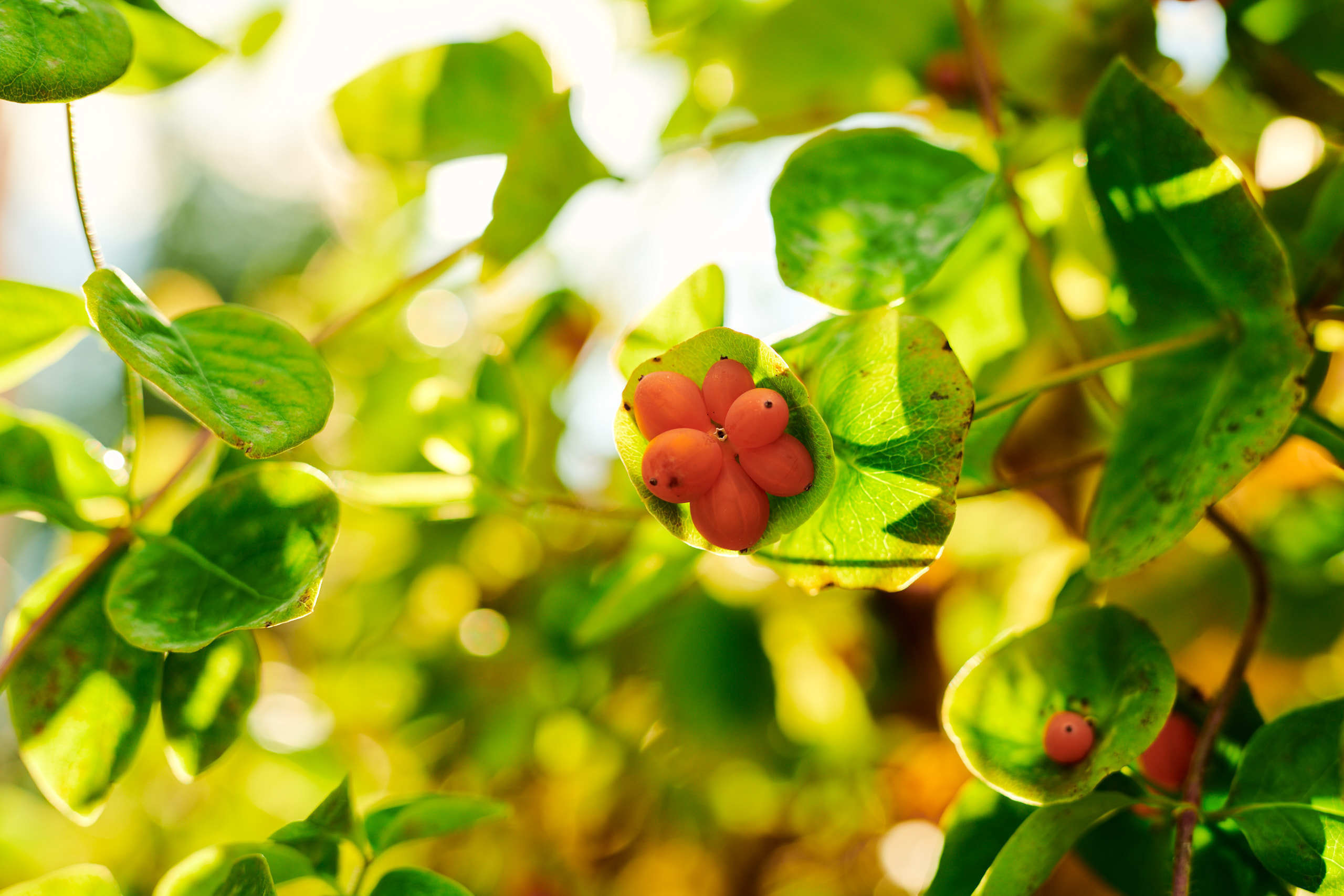 Berries. Nature and macro photography by Elena Zhukova