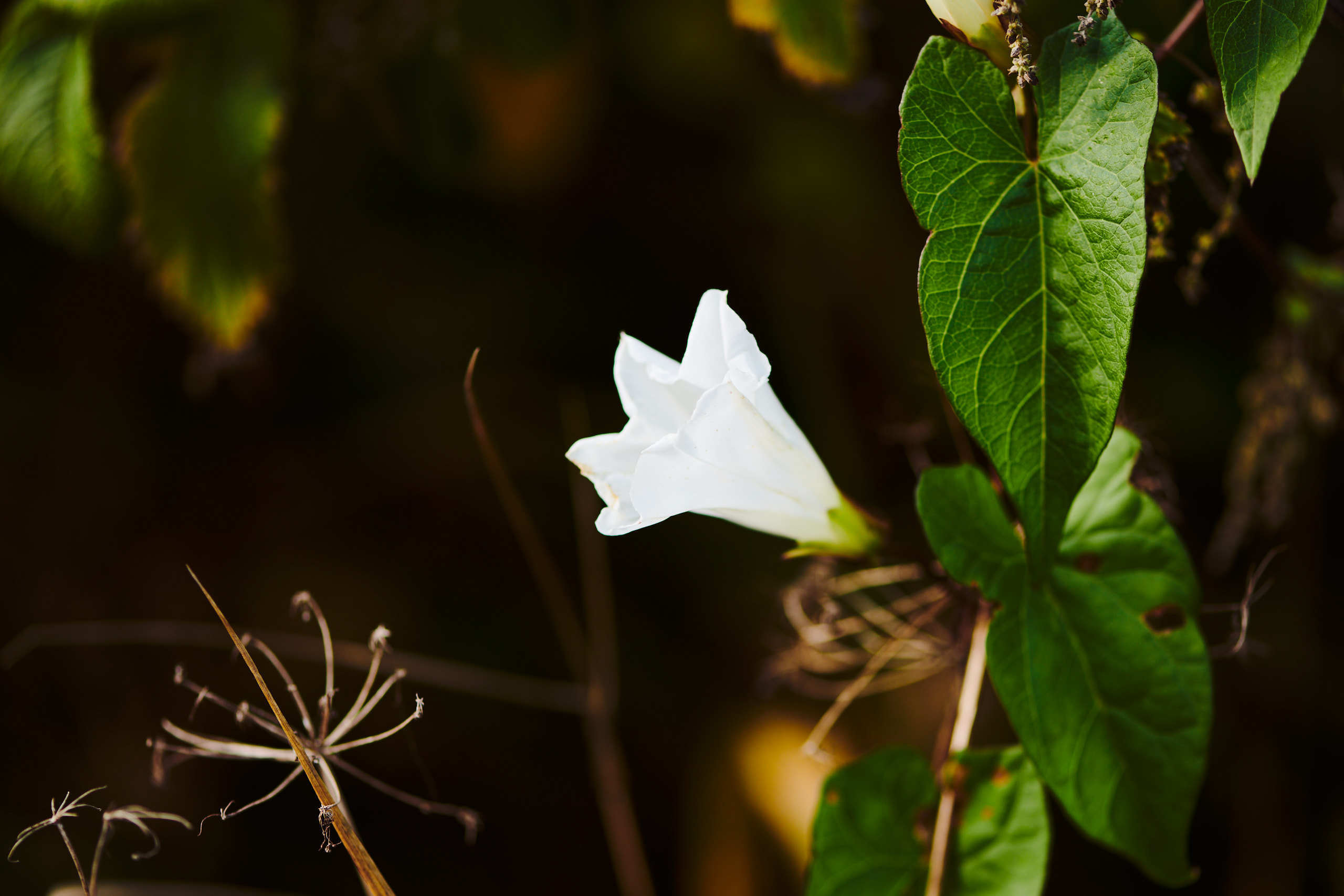 Flowers. Nature and macro photography by Elena Zhukova