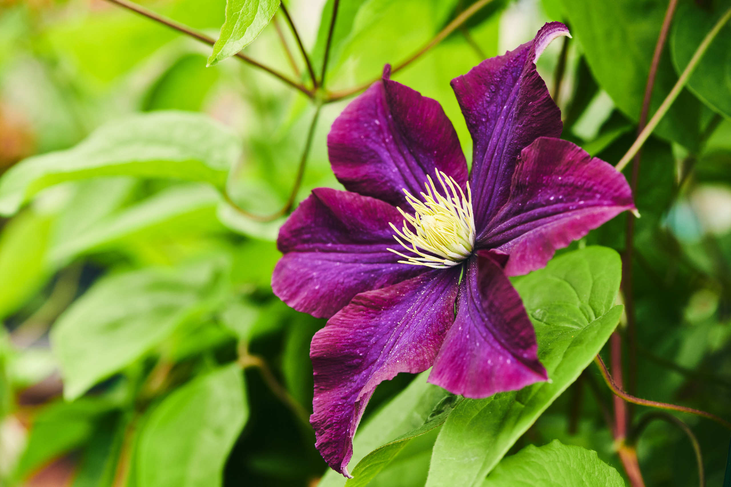 Flowers. Nature and macro photography by Elena Zhukova