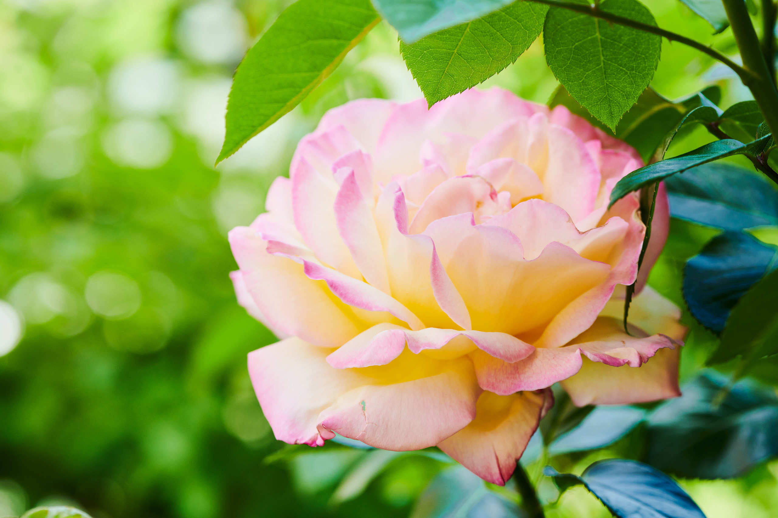 Roses. Nature and macro photography by Elena Zhukova