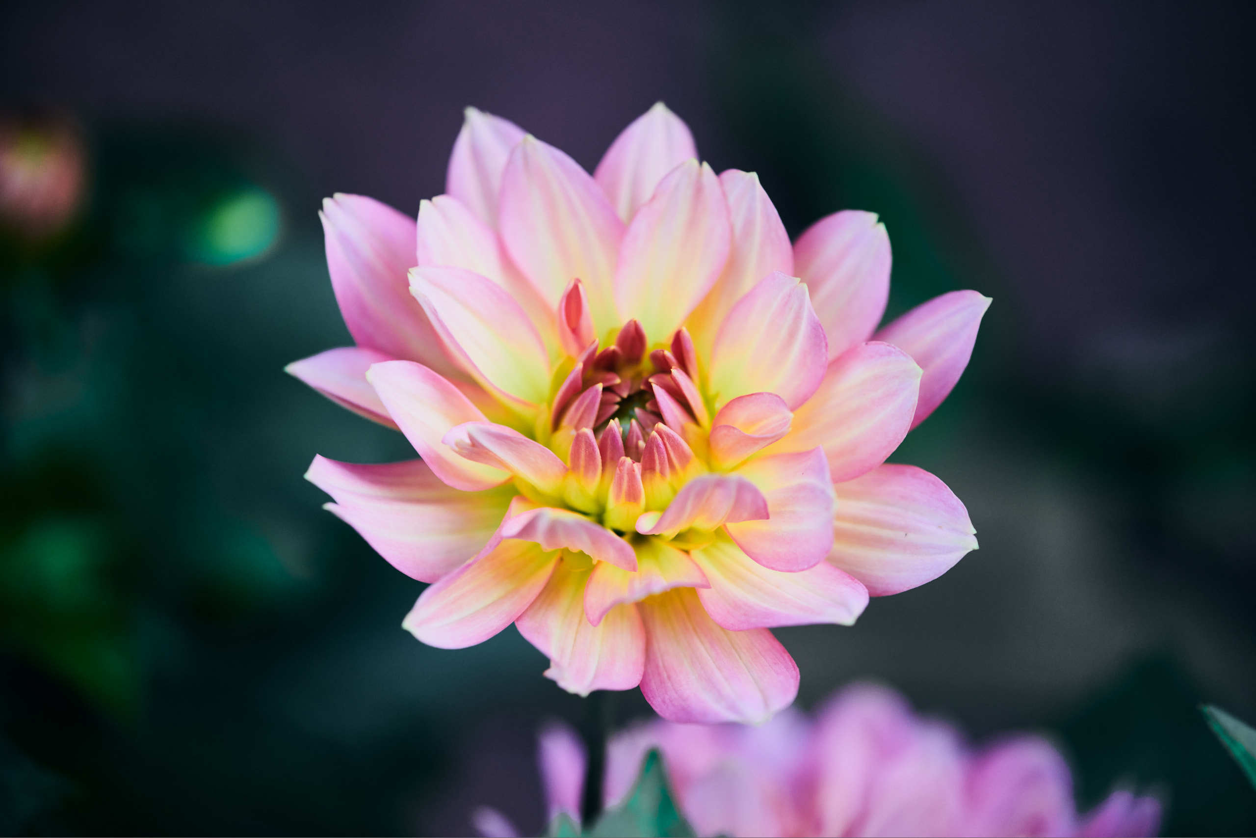 Flowers. Nature and macro photography by Elena Zhukova