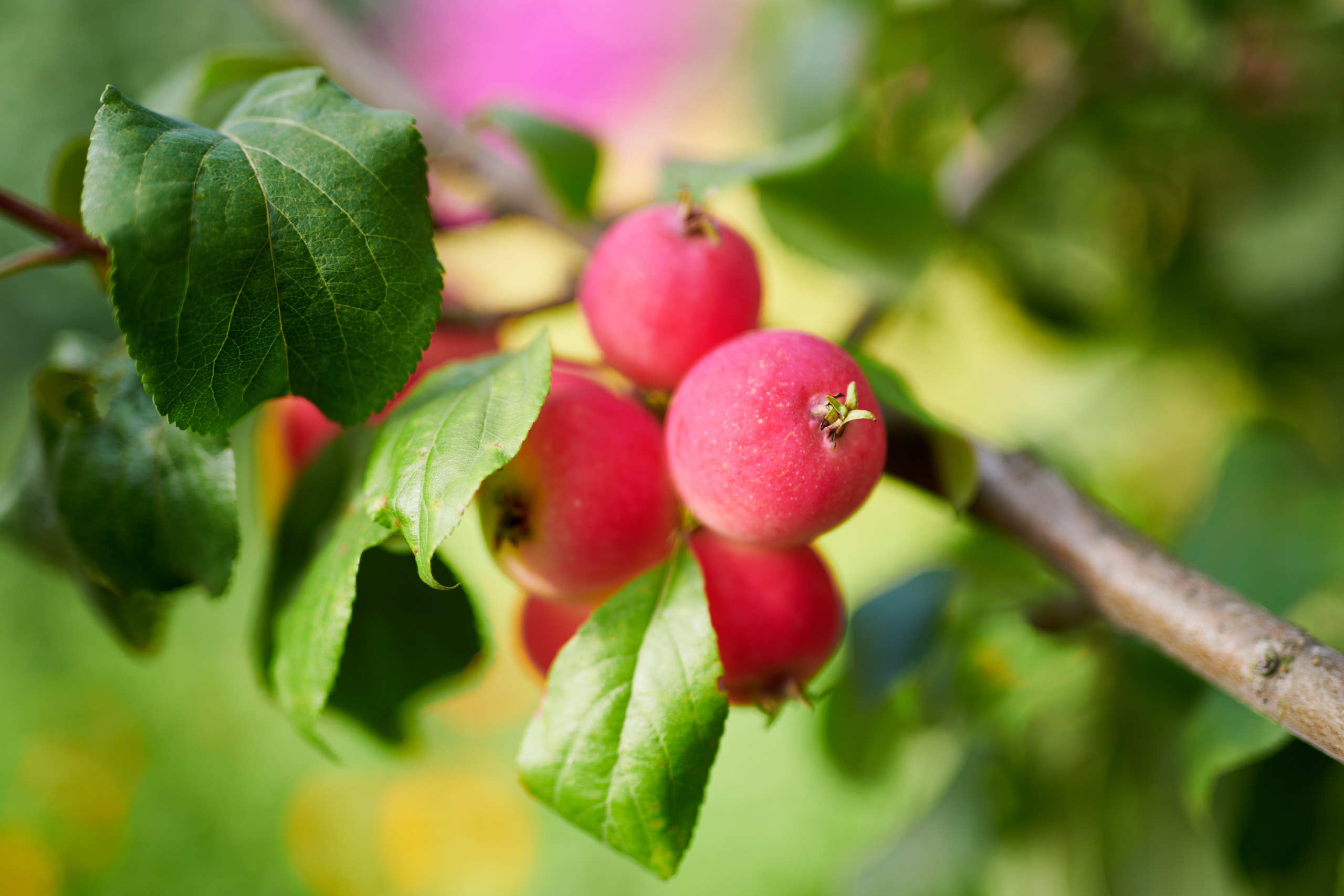 Harvest. Nature and macro photography by Elena Zhukova