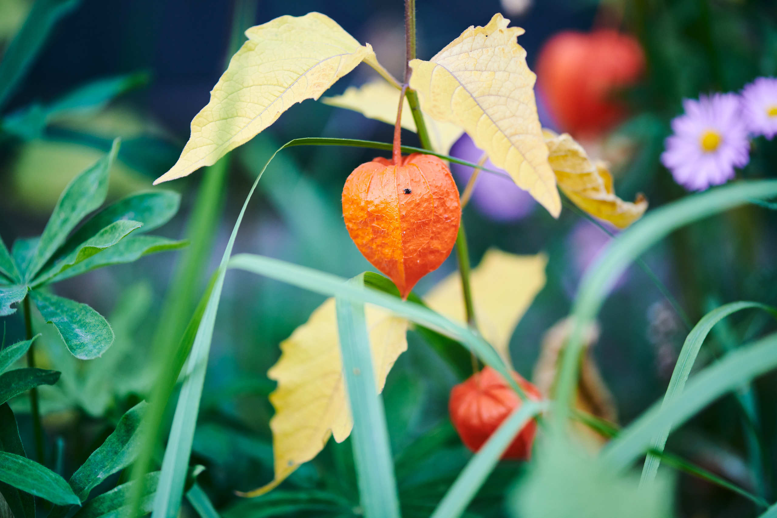 Berries. Nature and macro photography by Elena Zhukova