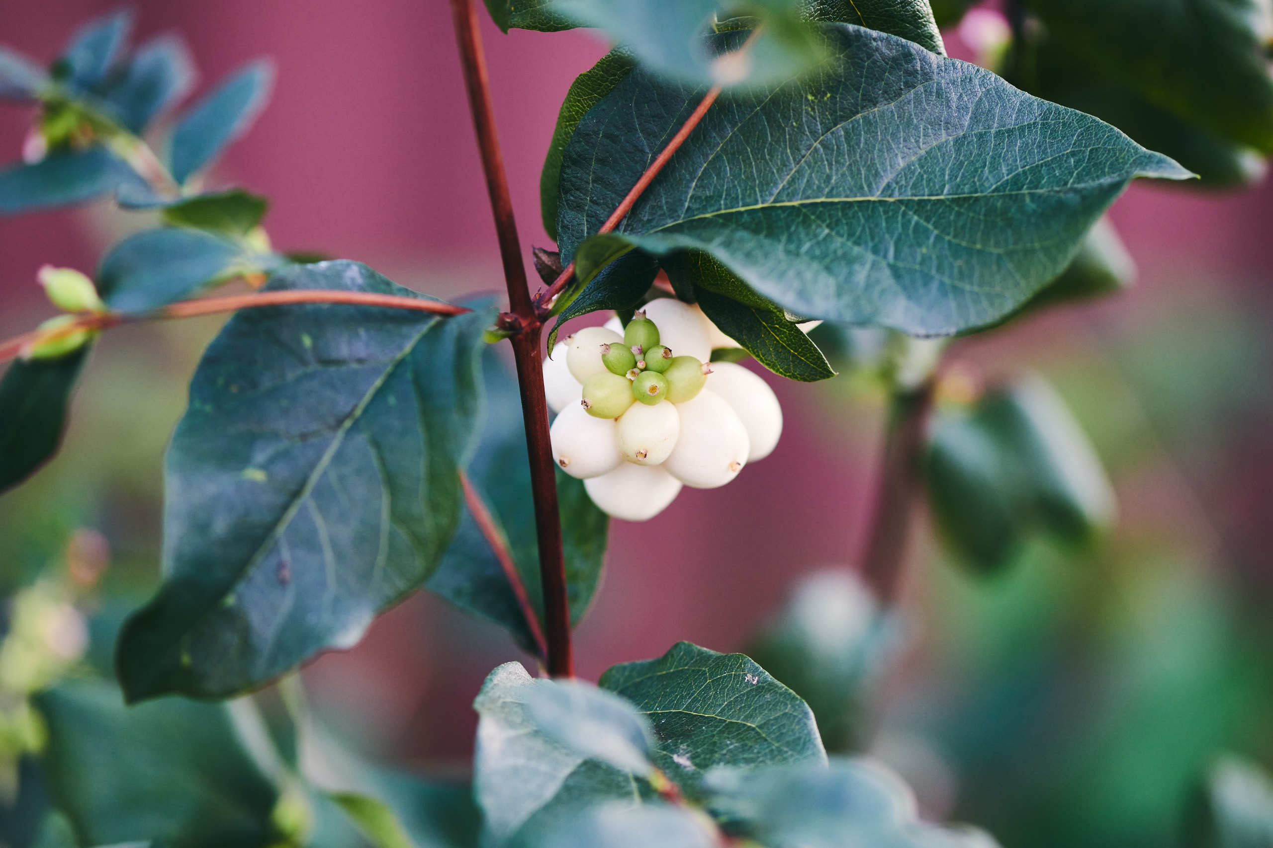 Berries. Nature and macro photography by Elena Zhukova
