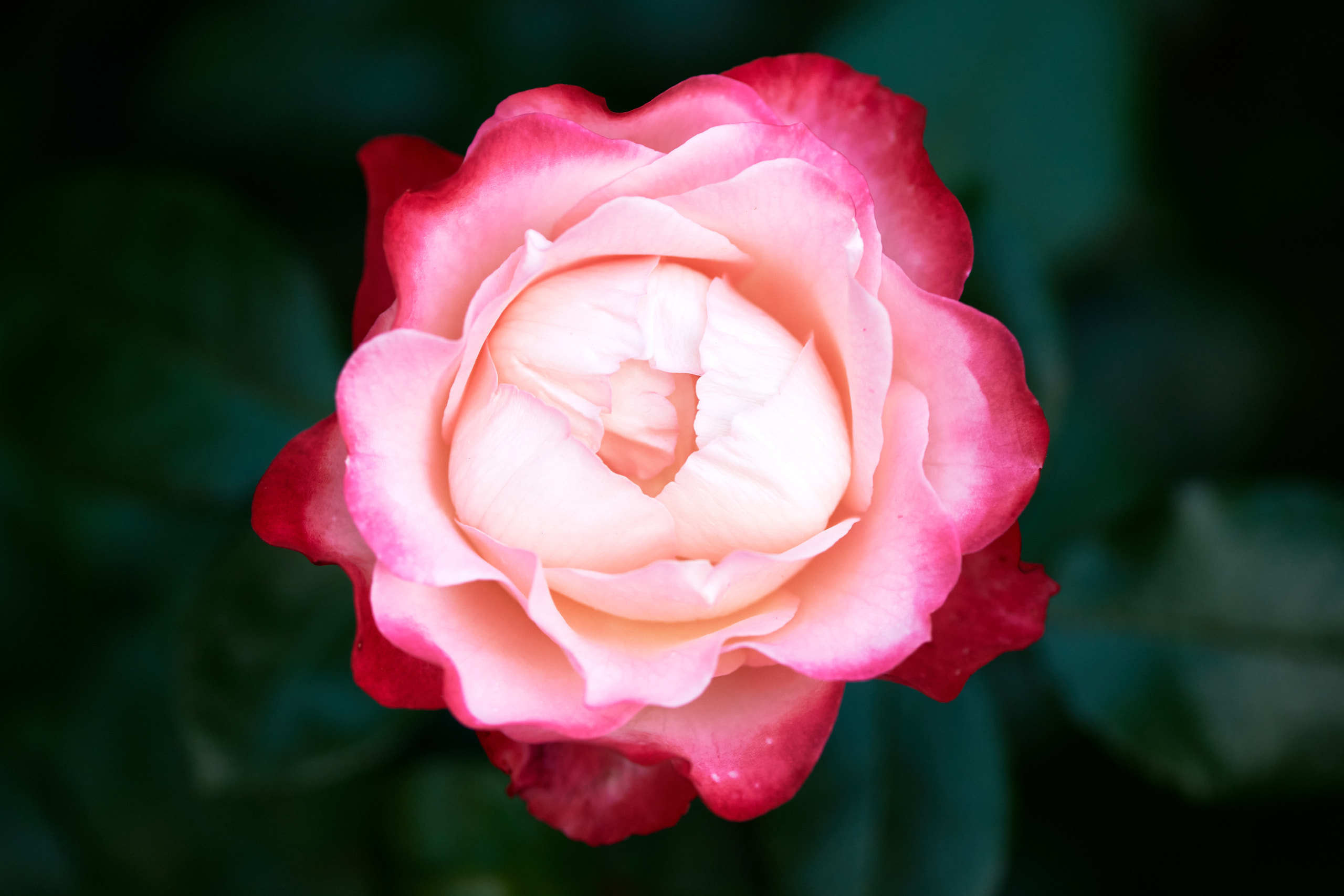 Roses. Nature and macro photography by Elena Zhukova