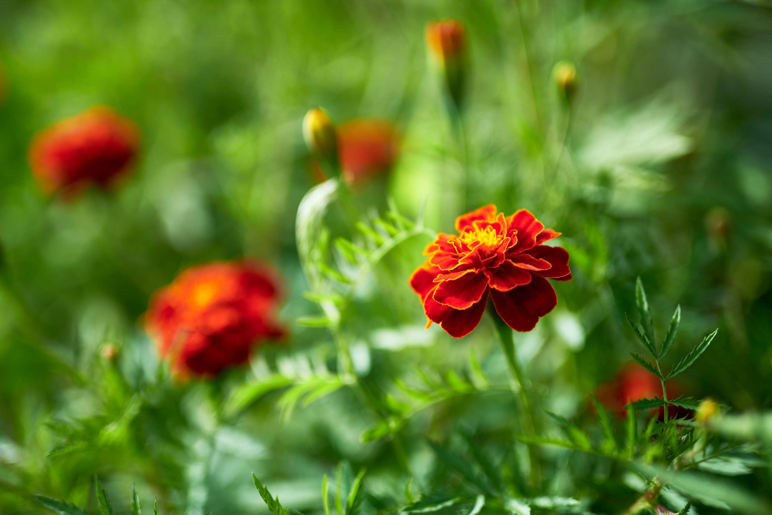 Flowers. Nature and macro photography by Elena Zhukova
