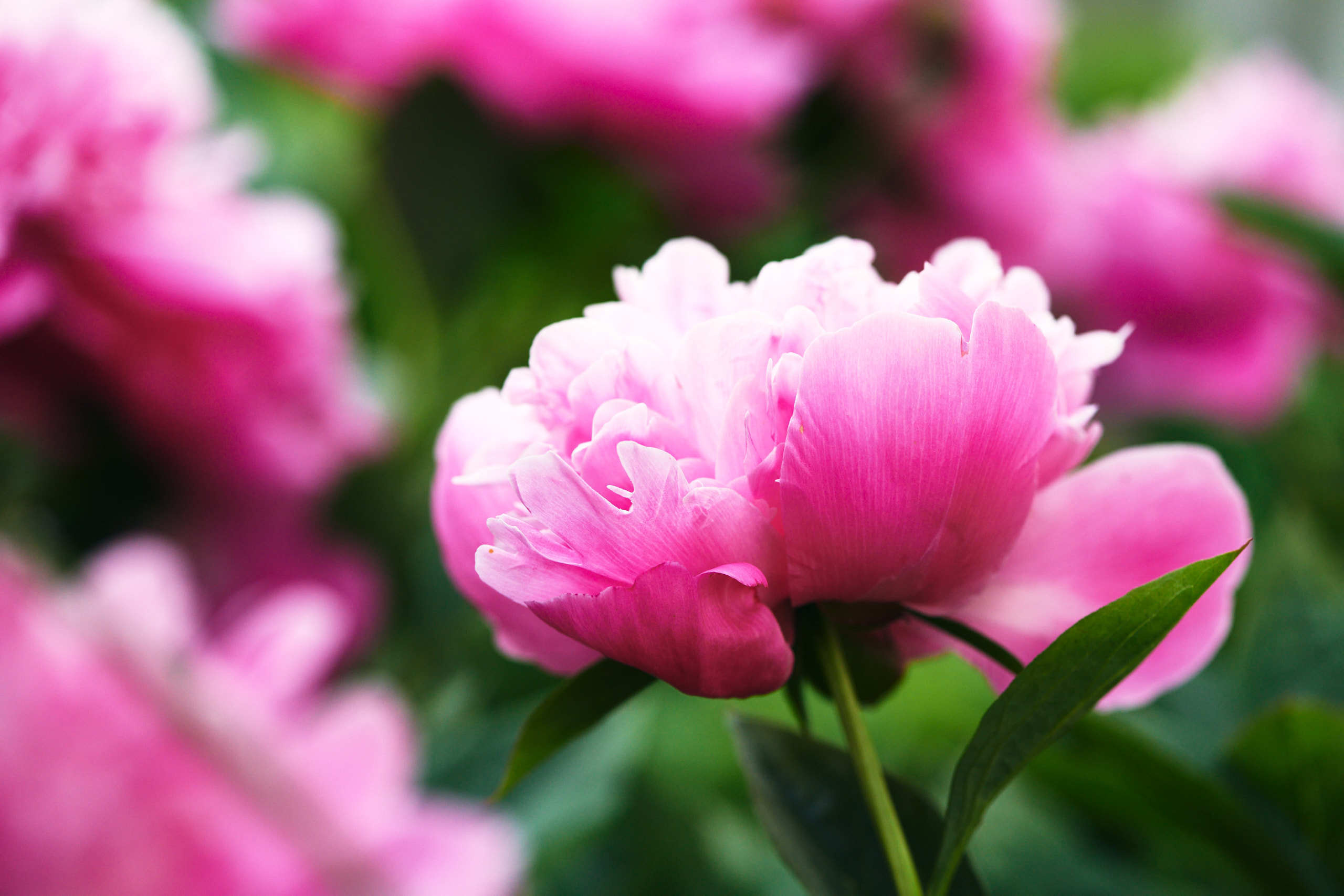 Flowers. Nature and macro photography by Elena Zhukova