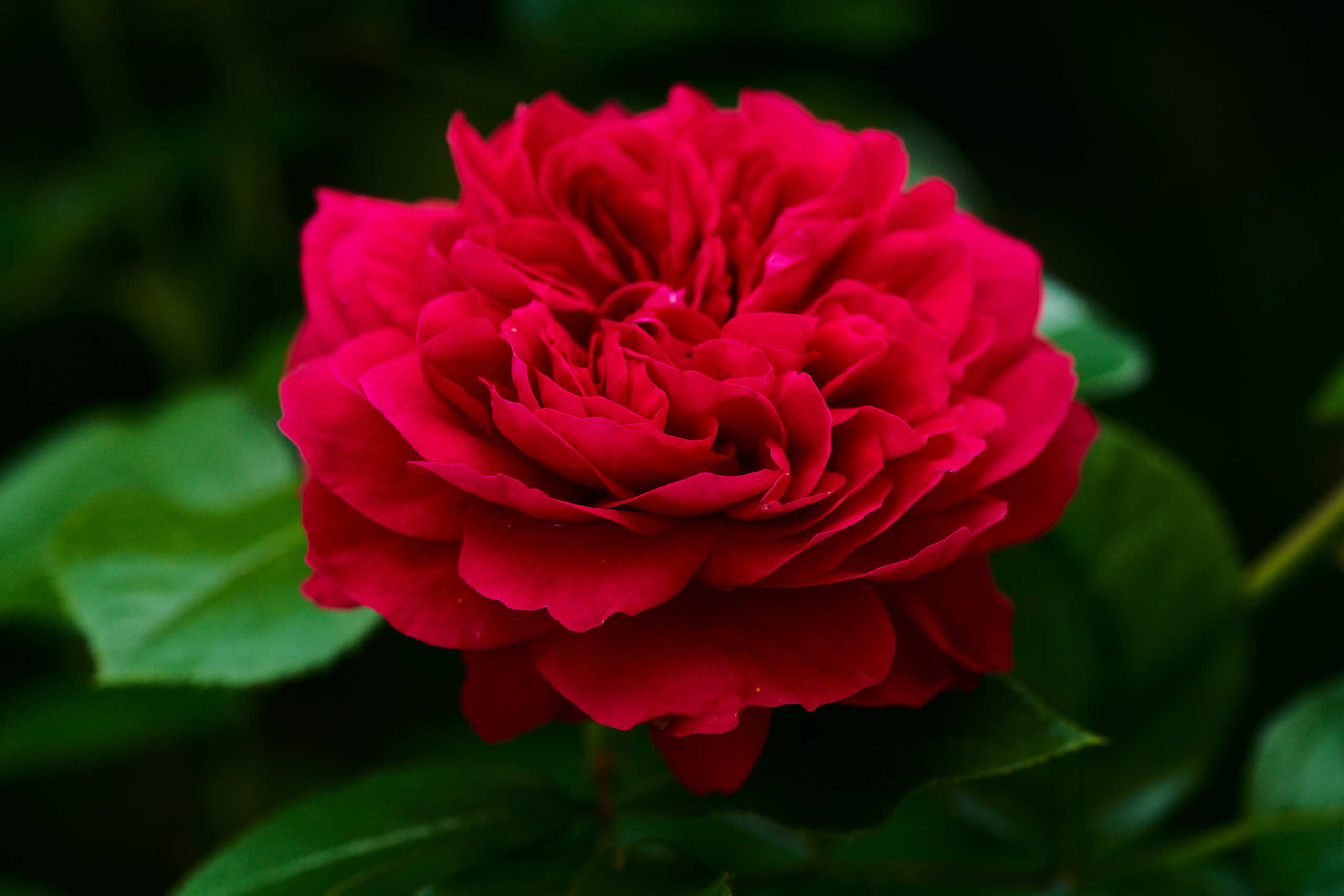 Roses. Nature and macro photography by Elena Zhukova