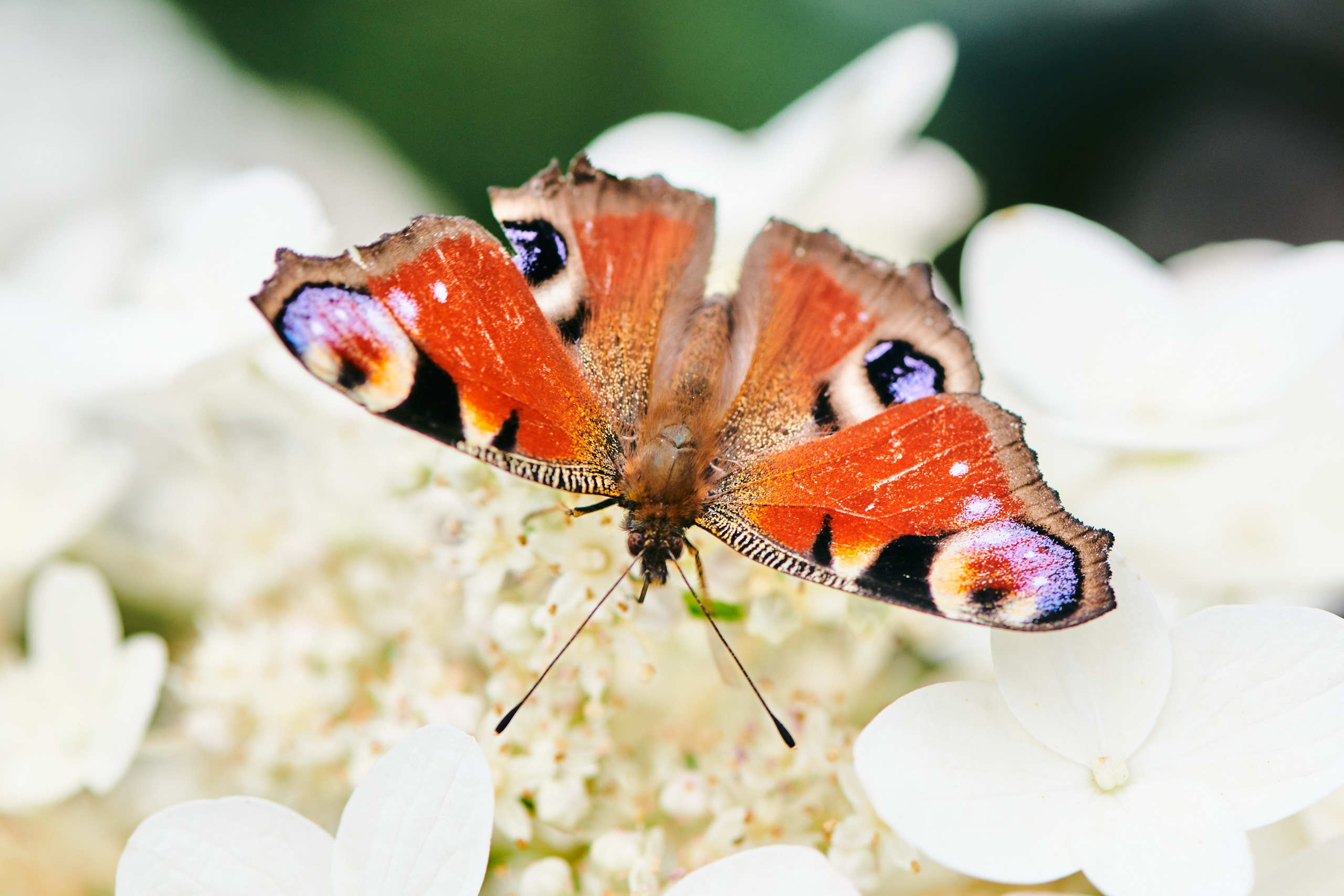 Nature and macro photography by Elena Zhukova