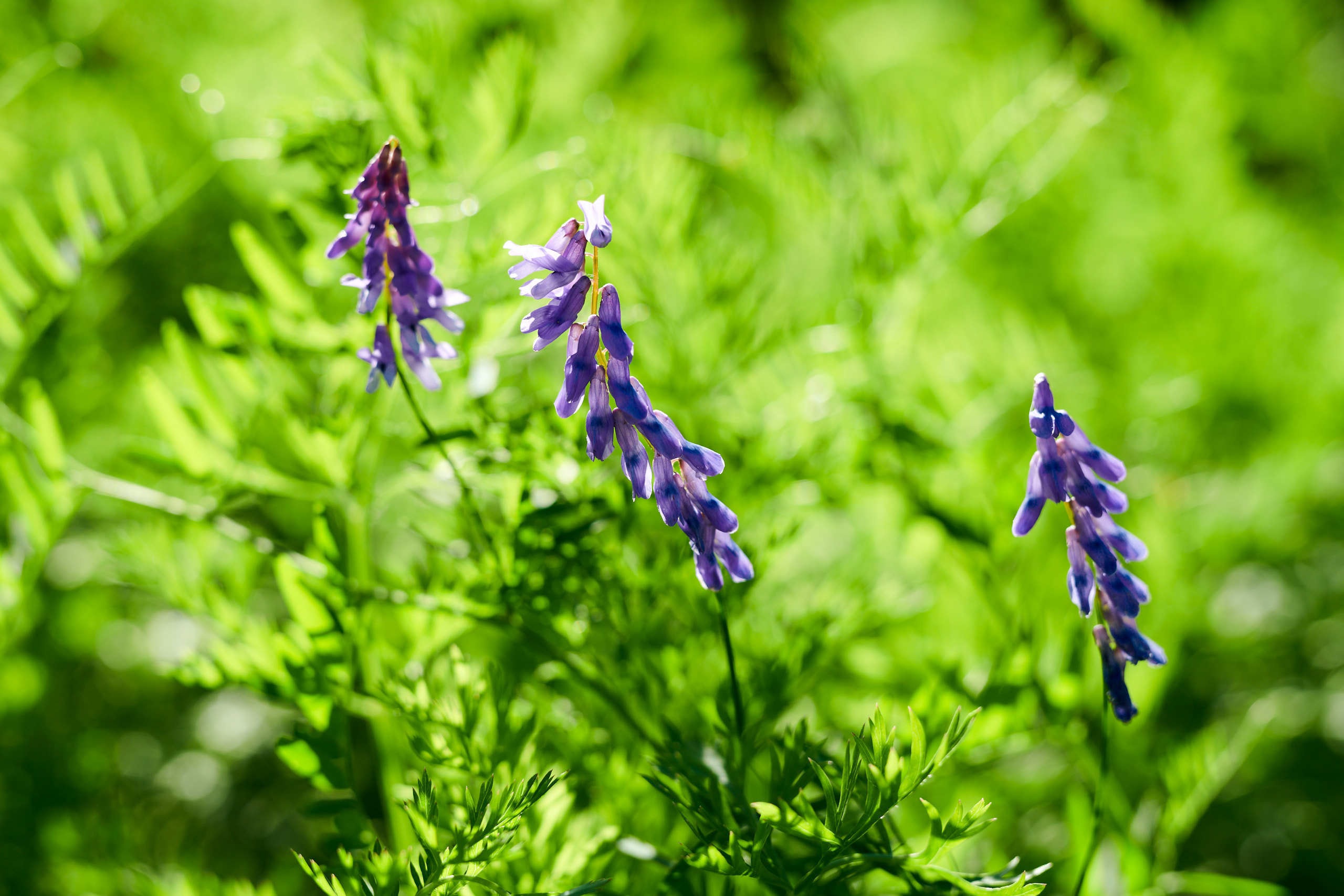 Flowers. Nature and macro photography by Elena Zhukova