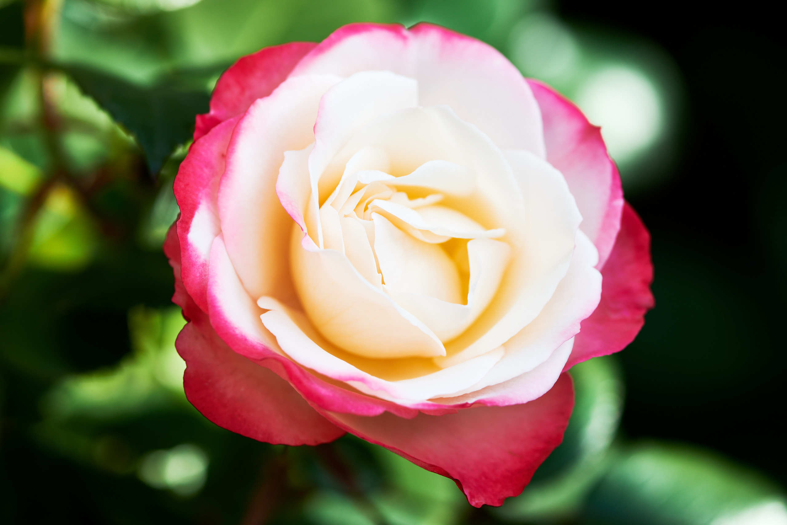 Roses. Nature and macro photography by Elena Zhukova