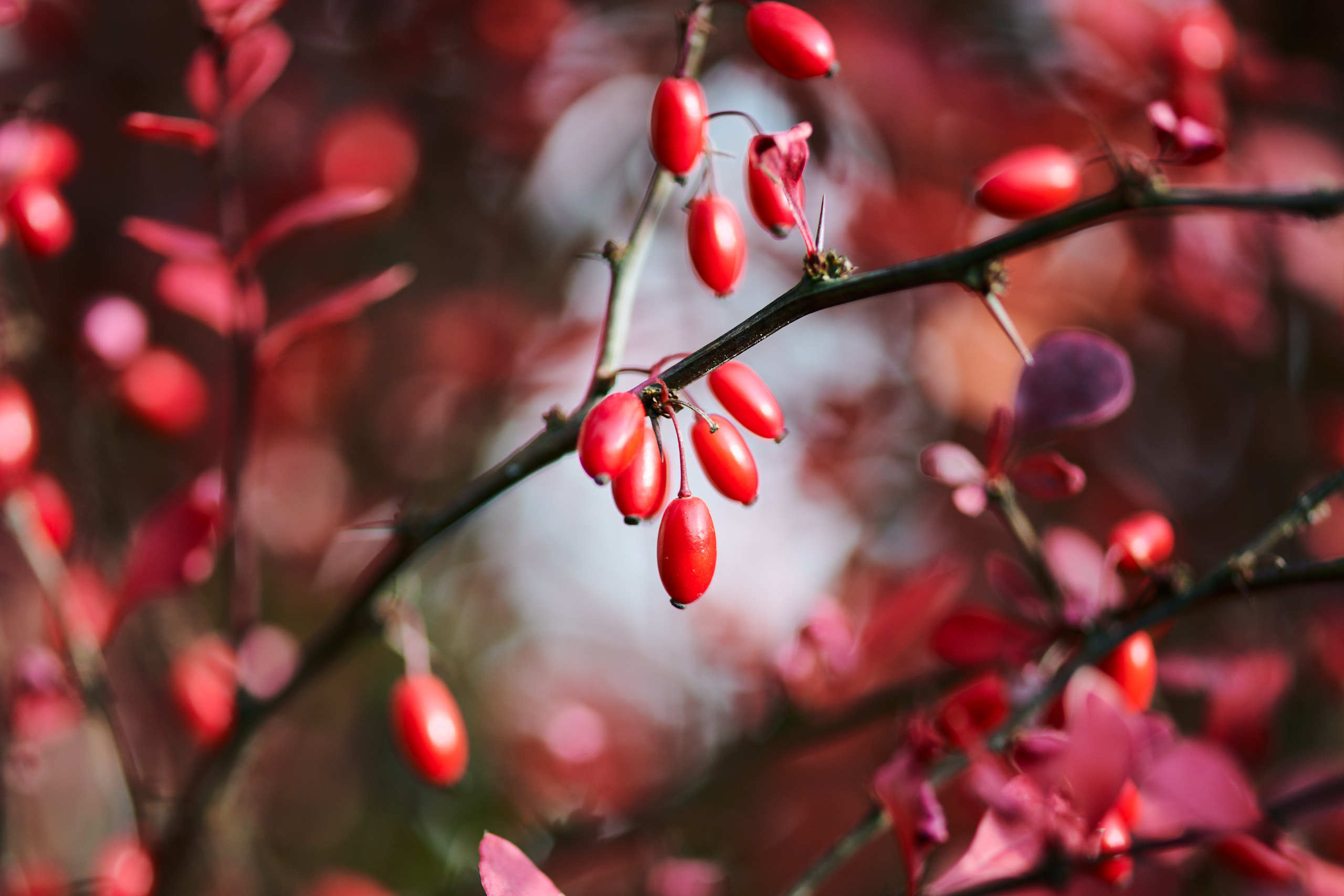 Berries. Nature and macro photography by Elena Zhukova