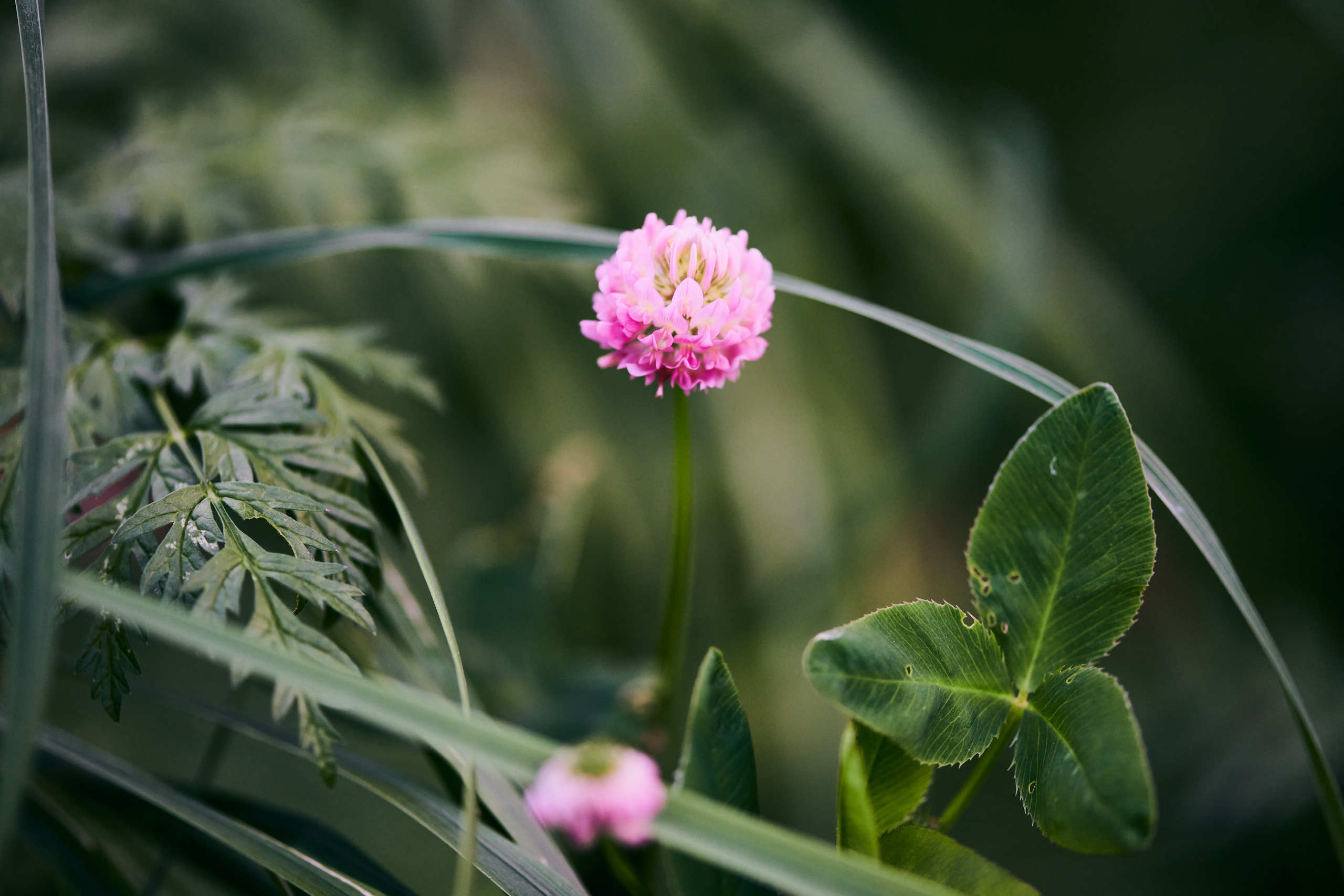 Flowers. Nature and macro photography by Elena Zhukova