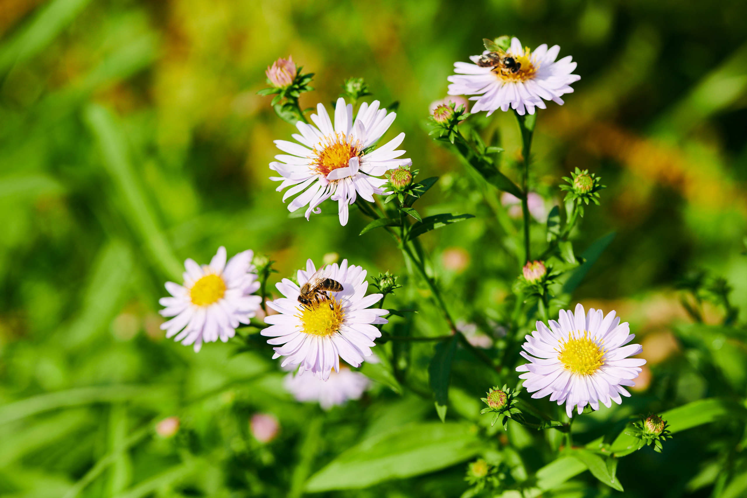 Small world. Nature and macro photography by Elena Zhukova