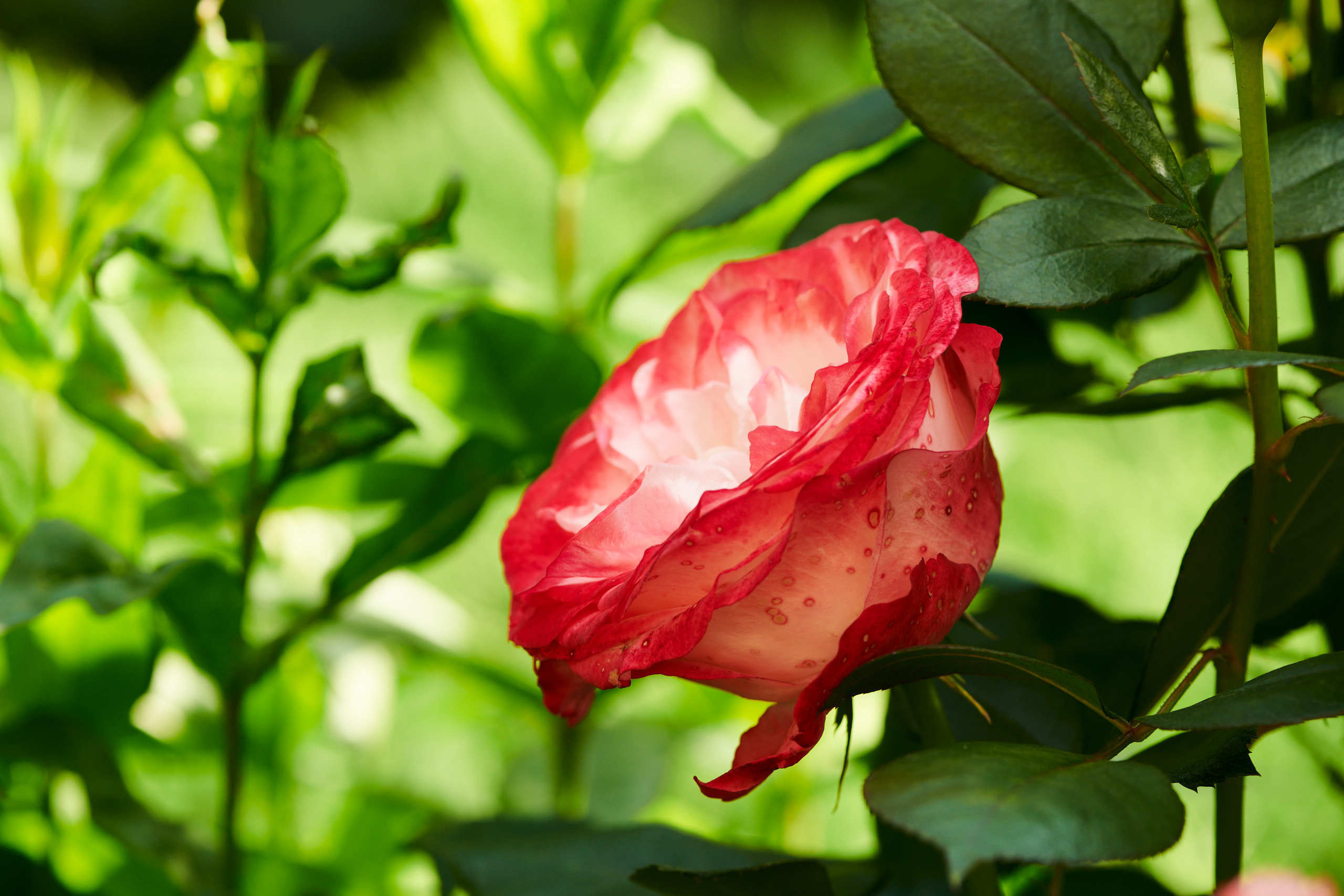 Roses. Nature and macro photography by Elena Zhukova