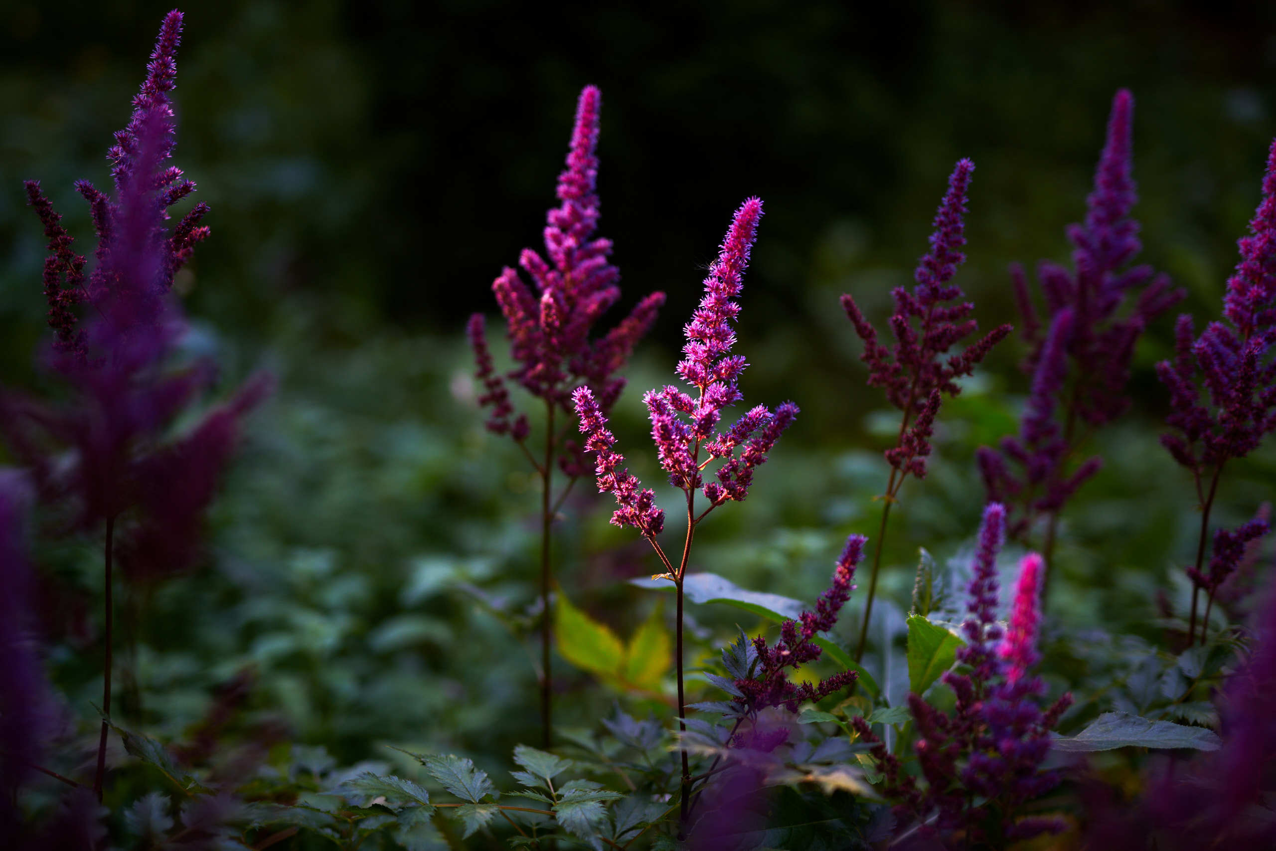 Flowers. Nature and macro photography by Elena Zhukova