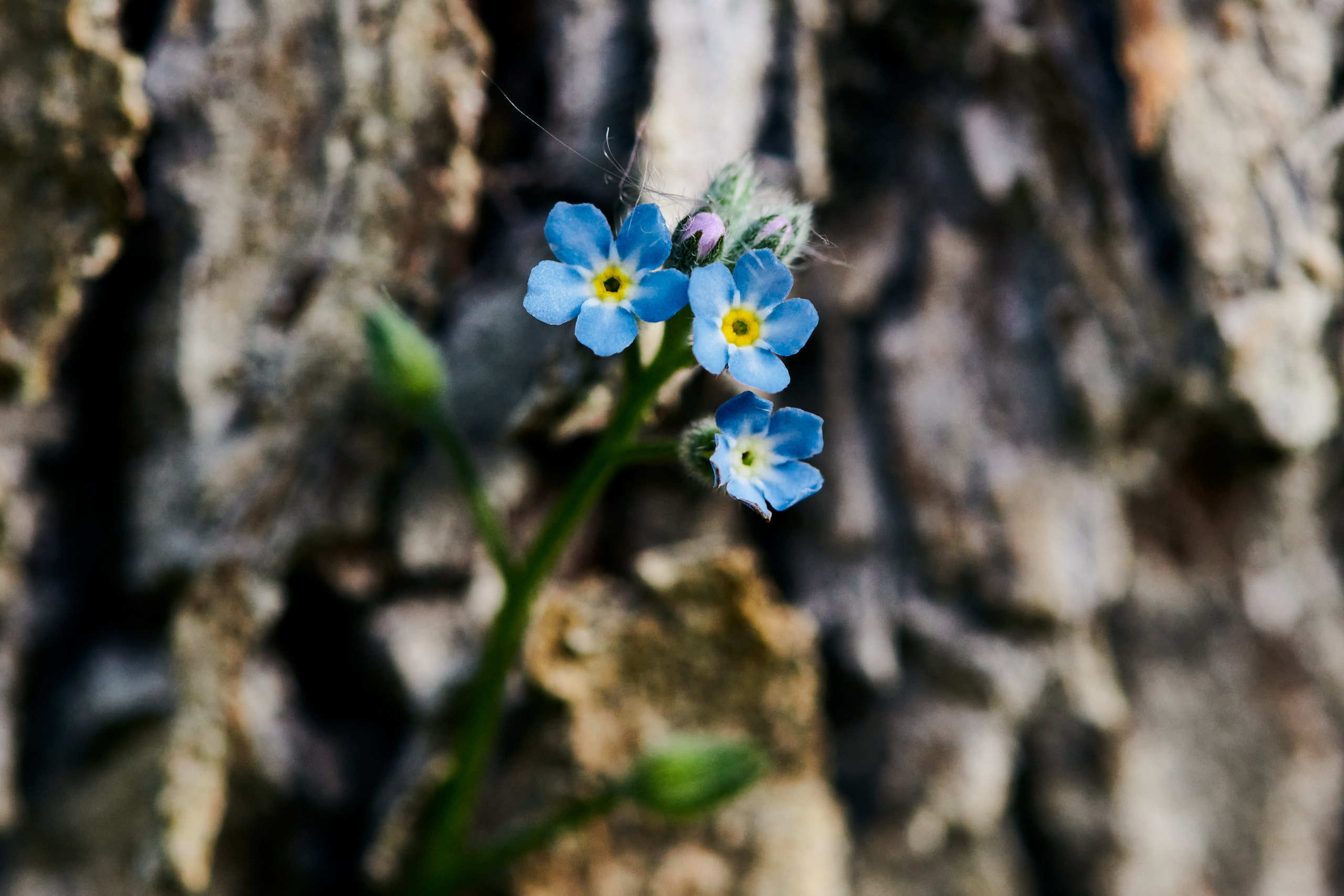 Flowers. Nature and macro photography by Elena Zhukova