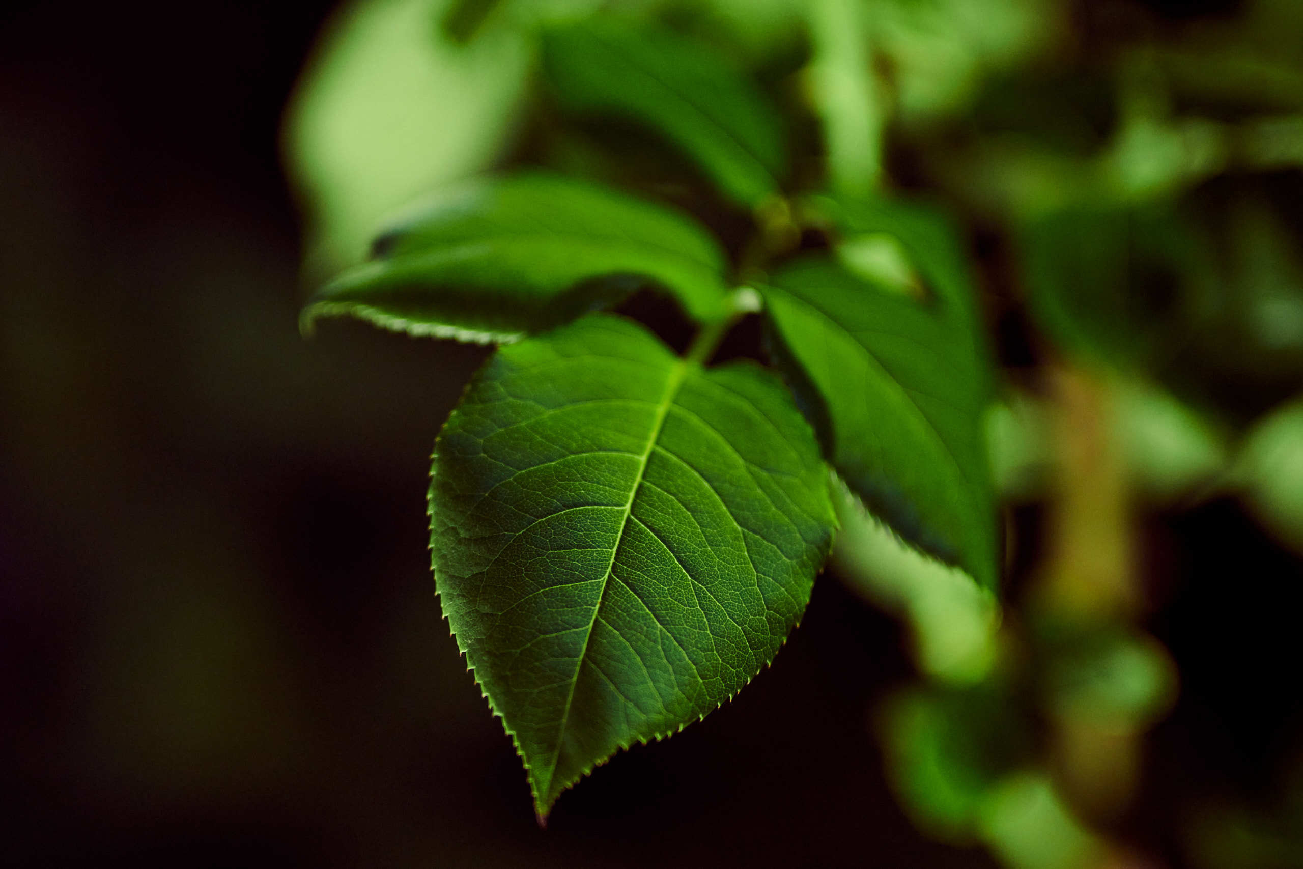 Leaves. Nature and macro photography by Elena Zhukova