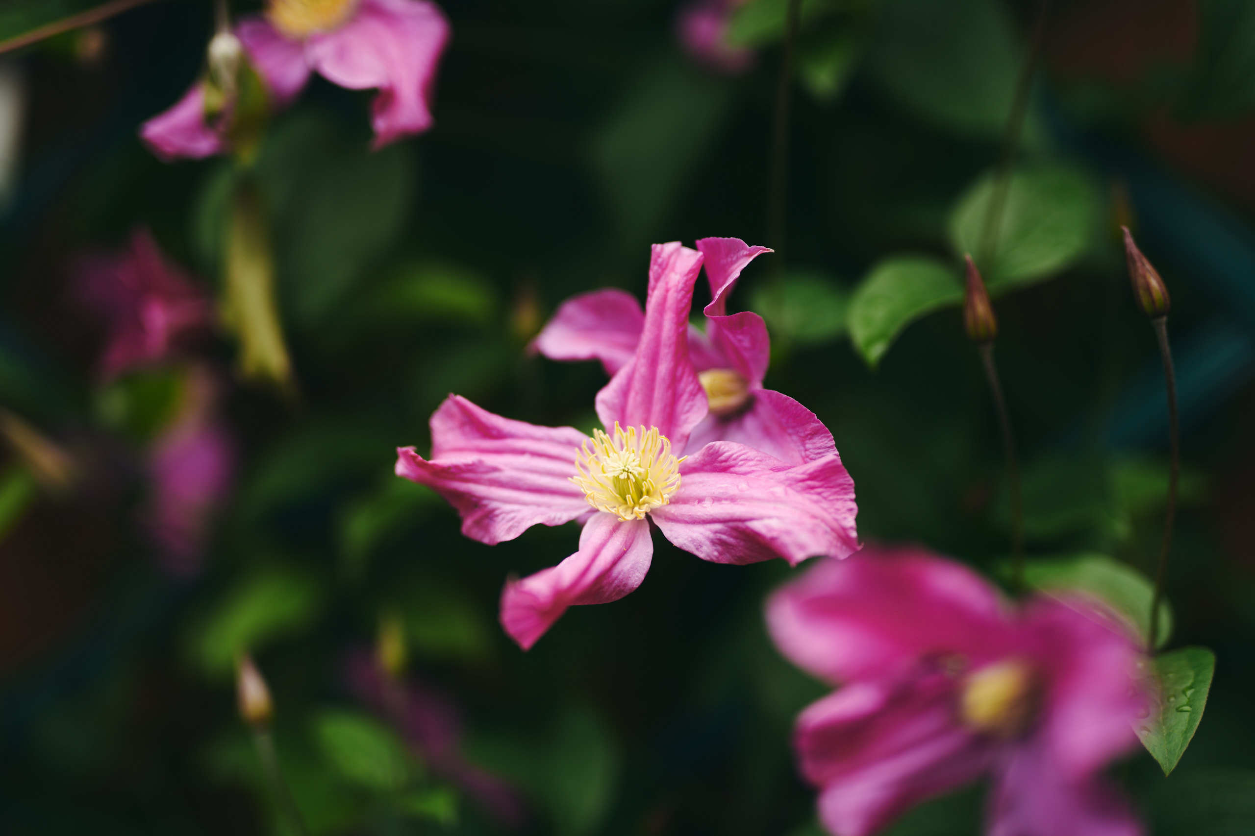 Flowers. Nature and macro photography by Elena Zhukova