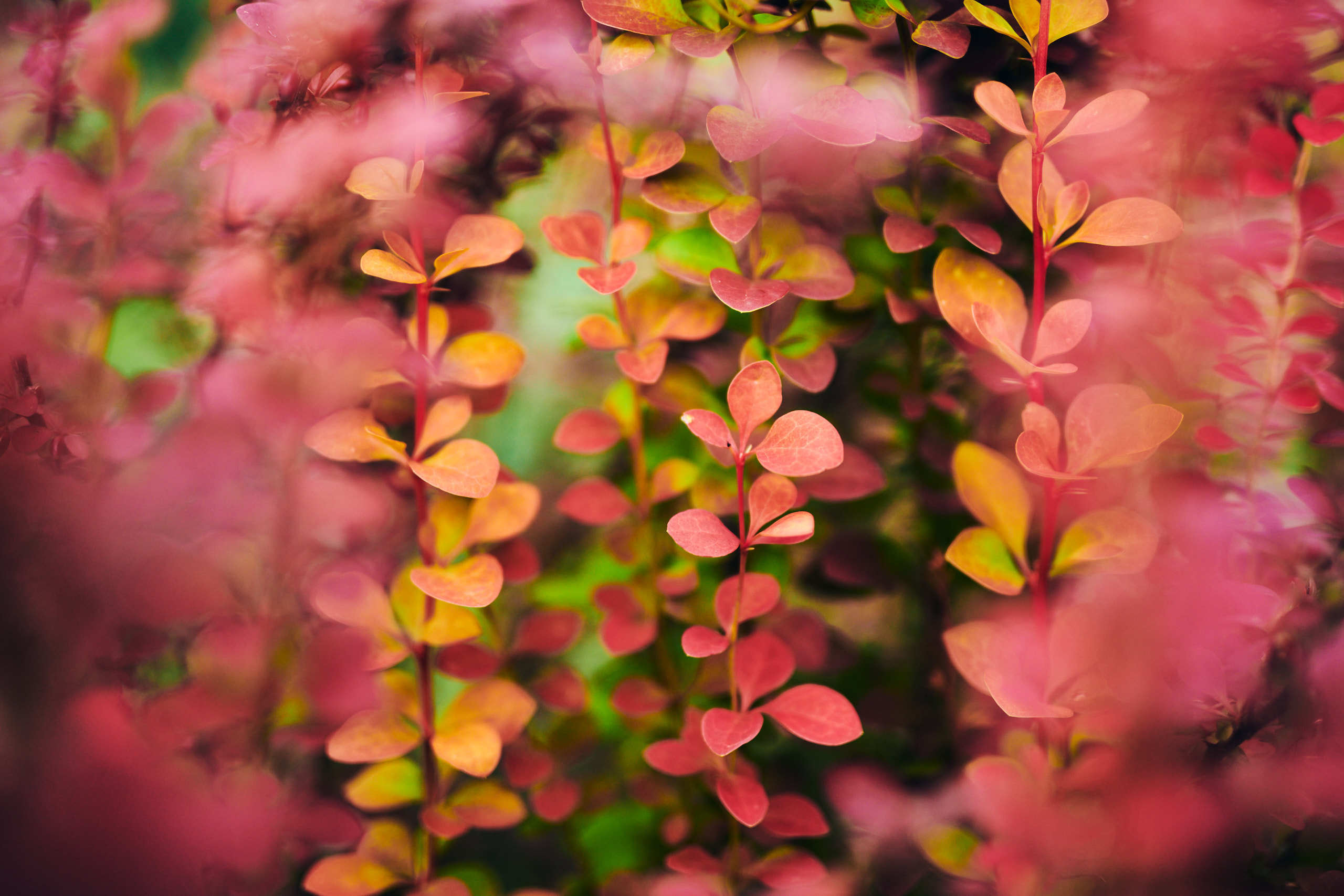 Nature and macro photography by Elena Zhukova