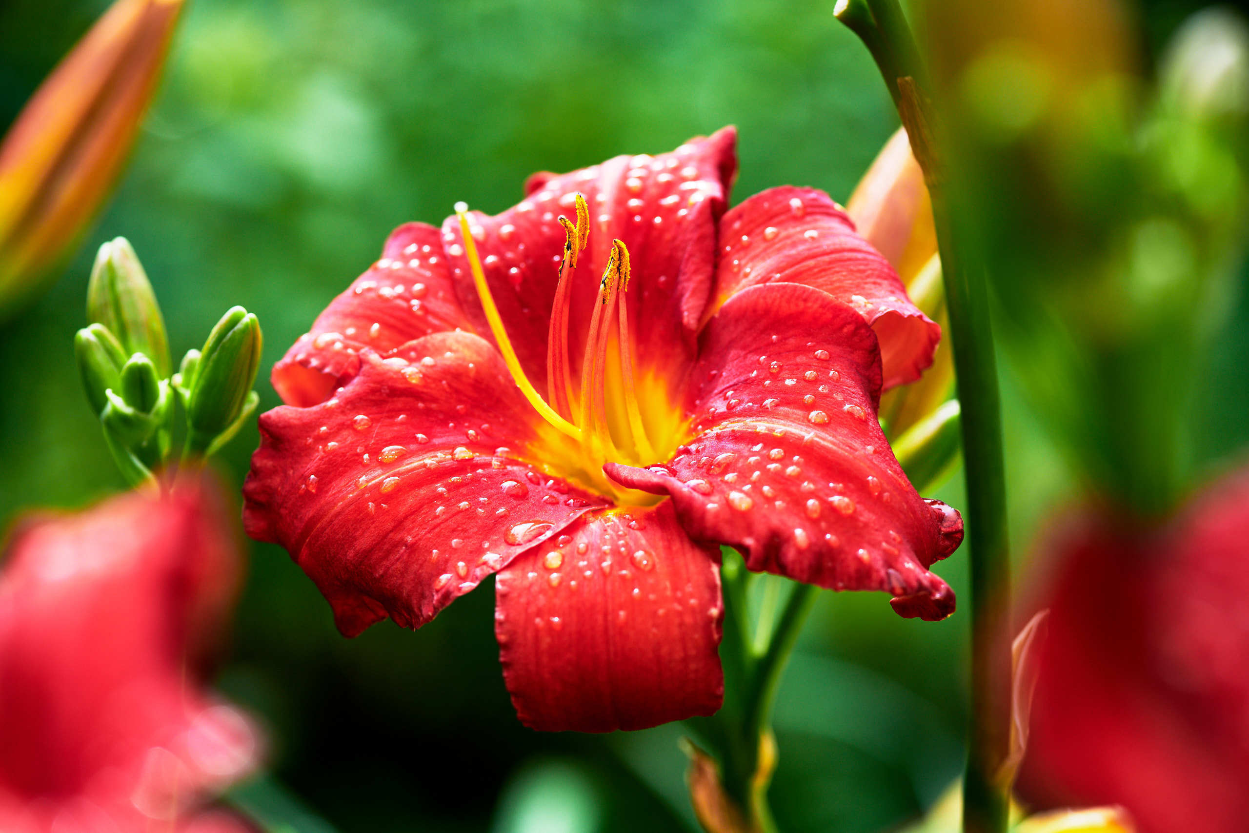 Flowers. Nature and macro photography by Elena Zhukova