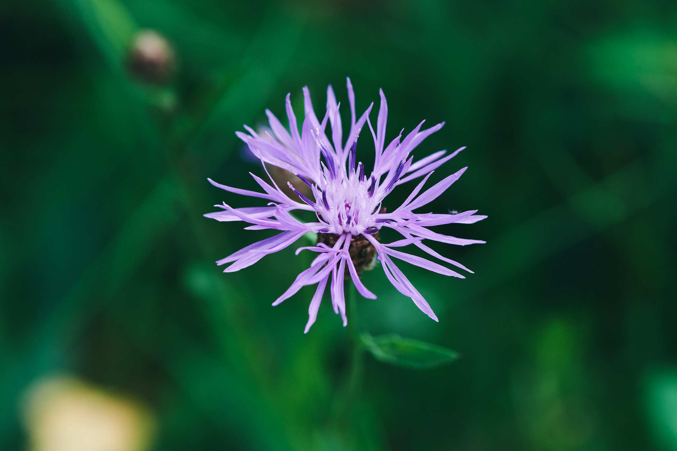 Flowers. Nature and macro photography by Elena Zhukova