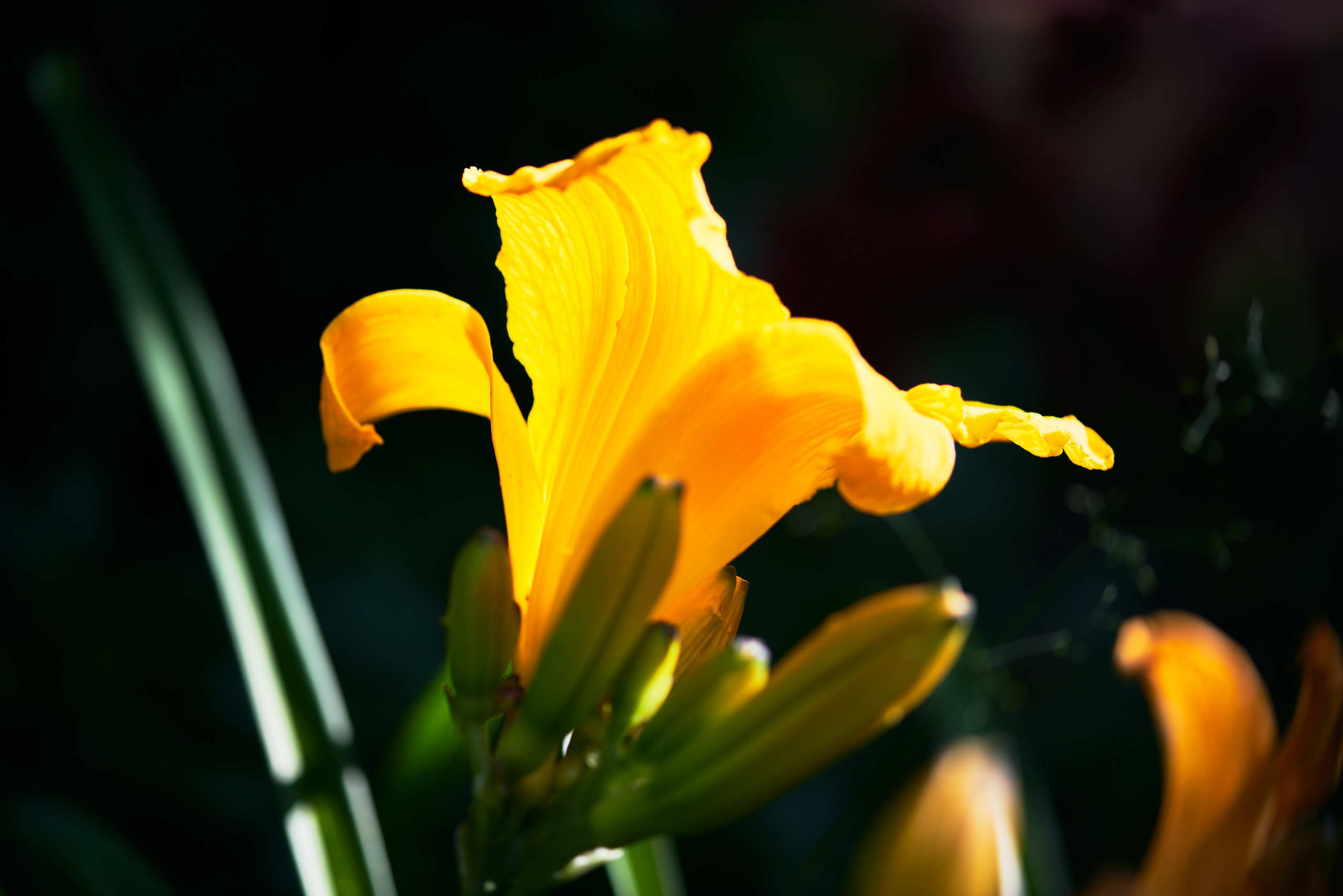 Flowers. Nature and macro photography by Elena Zhukova