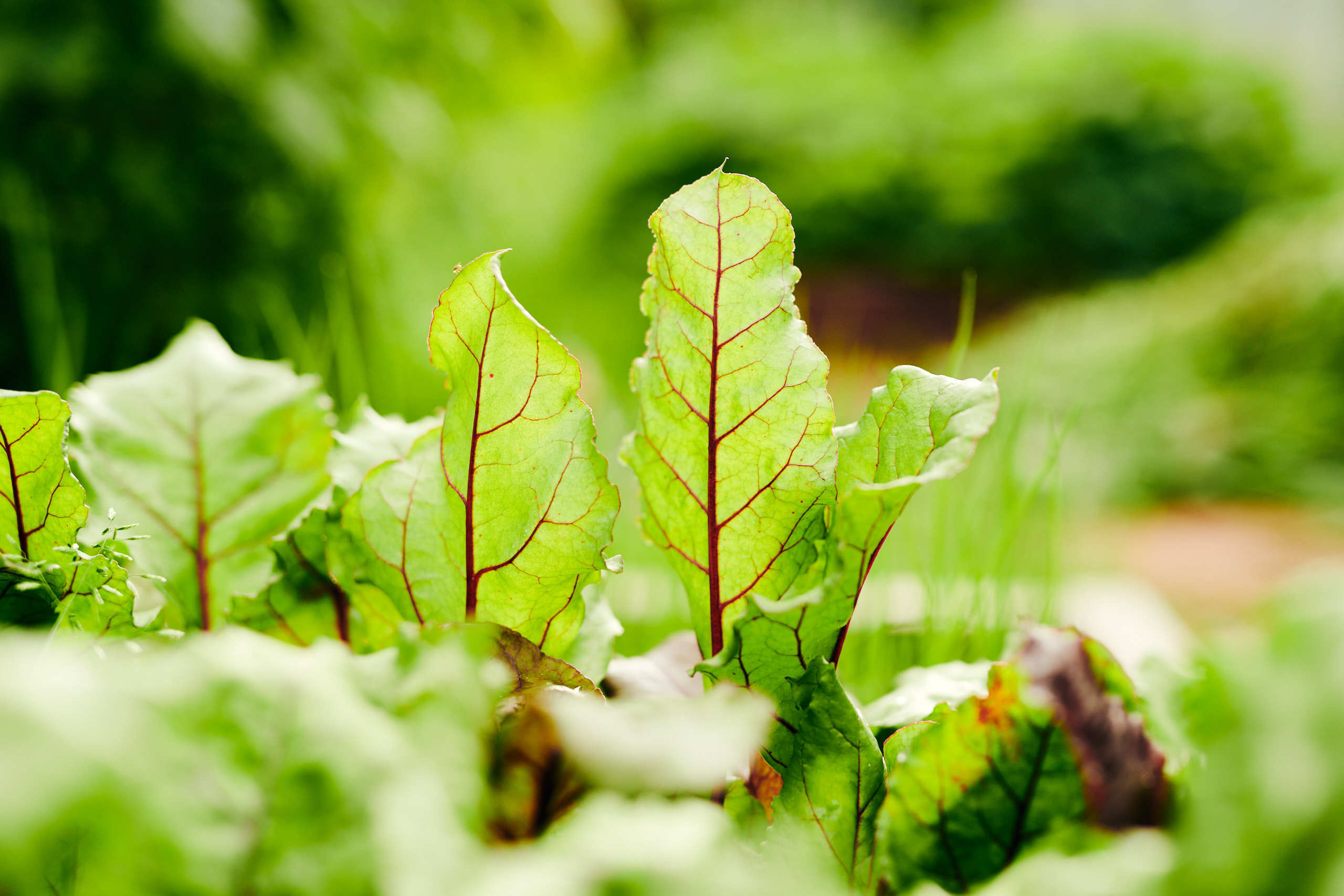 Harvest. Nature and macro photography by Elena Zhukova